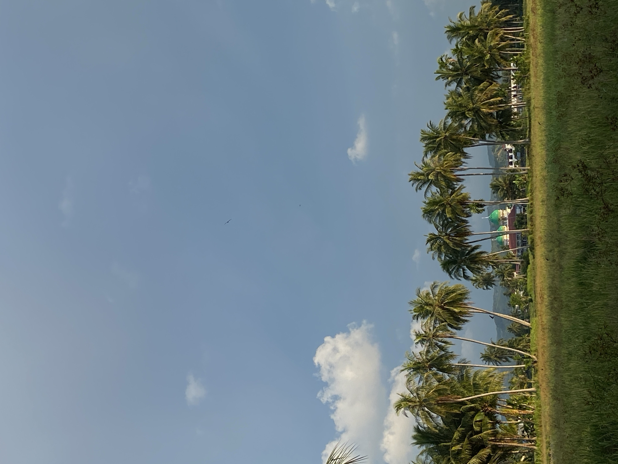 In Cotgadong, Indonesia, a landscape scene unfolds under a sky of blue with scattered white clouds. A line of tall coconut palm trees stretches horizontally across the mid-ground, their fronds casting shadows on the lush green grass below. In the distance, a building with green domes, likely a mosque, is visible amongst other structures. The foreground features a field of grass, with a few birds scattered throughout. The overall impression is of a serene, rural setting.