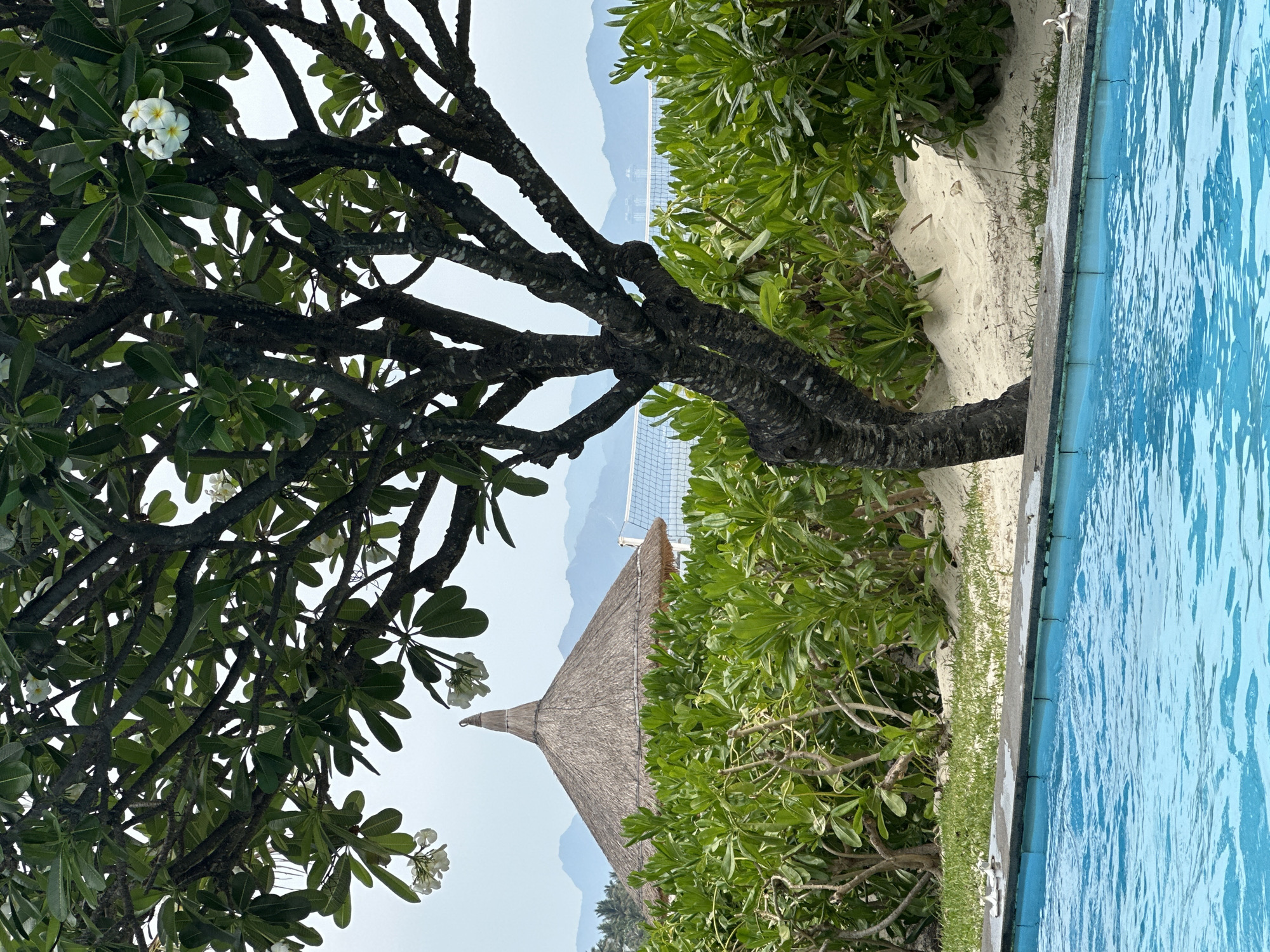 The image, oriented vertically, captures a serene tropical scene with a focus on lush vegetation and water. In the foreground, dominating the left side, is a large, dark-barked tree with numerous branches and dense green leaves. Several clusters of white, star-shaped flowers, likely Plumeria (Frangipani), are visible among the foliage, some with yellow centers.
Towards the center-right of the image, nestled within vibrant green, bushy foliage, stands a distinctive thatched-roof structure, possibly a hut or cabana, its conical top pointing upwards. To the far right, the edge of a bright blue swimming pool is visible, its surface showing gentle ripples, indicating movement in the water. A concrete coping borders the pool. Between the pool and the green bushes, there is a narrow strip of light-colored sand and some sparse green grass.
In the background, under a bright, possibly hazy sky, faint blue mountains or hills are discernible. A white net, resembling a volleyball net, is subtly visible stretching across the distance above the green foliage.
The scene depicts a peaceful, outdoor, resort-like setting, characteristic of a warm, tropical climate. The time of day appears to be daytime, with soft, diffused lighting suggesting either an overcast sky or atmospheric haze. No specific activity or event is taking place, and no visible text is present. The exact location is unknown.