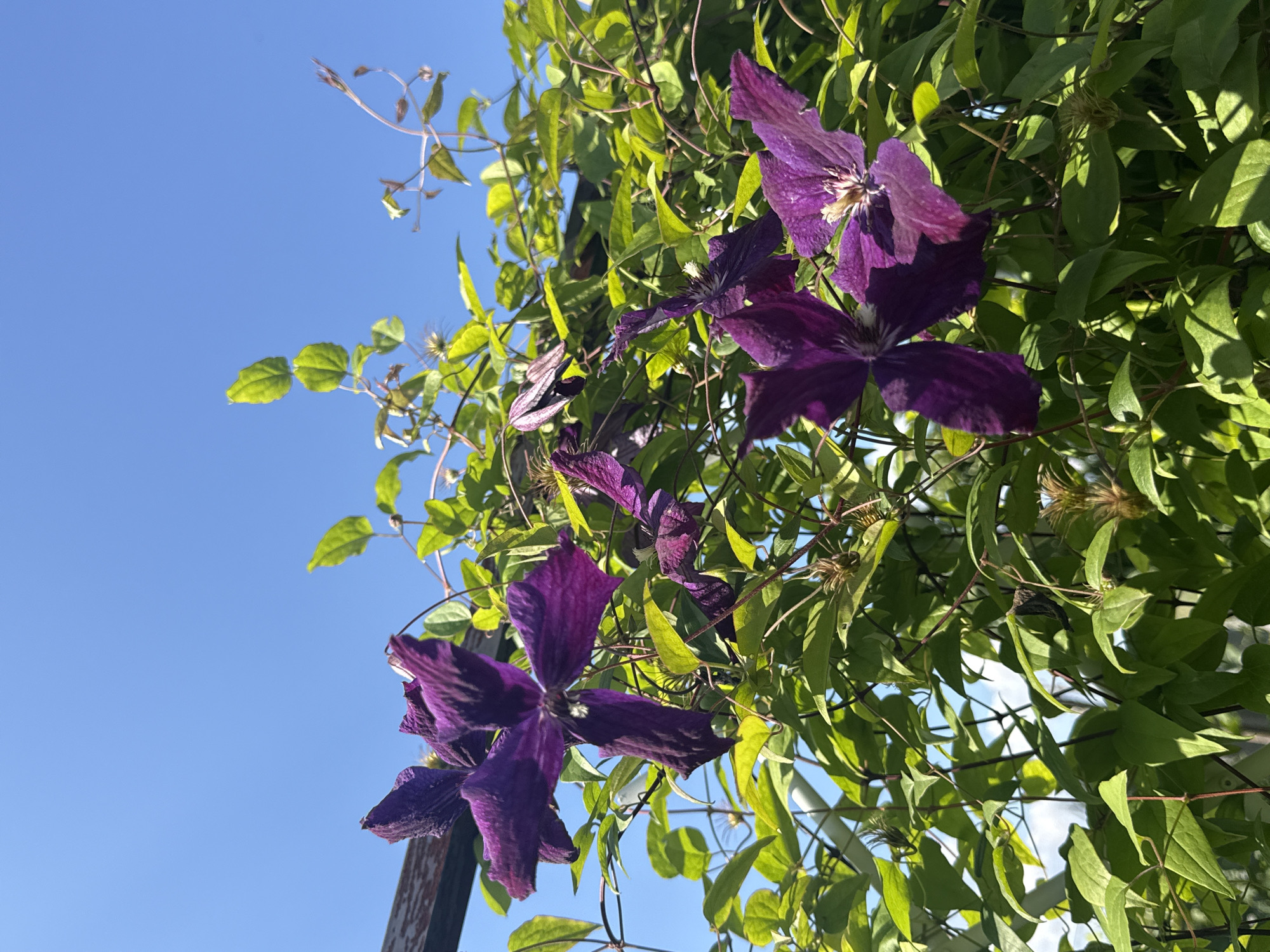 This is a close-up, low-angle shot of dark purple clematis flowers and green foliage against a clear blue sky. The flowers are in various stages of bloom, with some fully open and others partially closed. The leaves are a vibrant green and appear healthy. A wooden support structure is partially visible in the upper left corner. The scene is outdoors and suggests a sunny day. No people or animals are present. The location of Arzyanka, Russia is not indicated in the image itself.