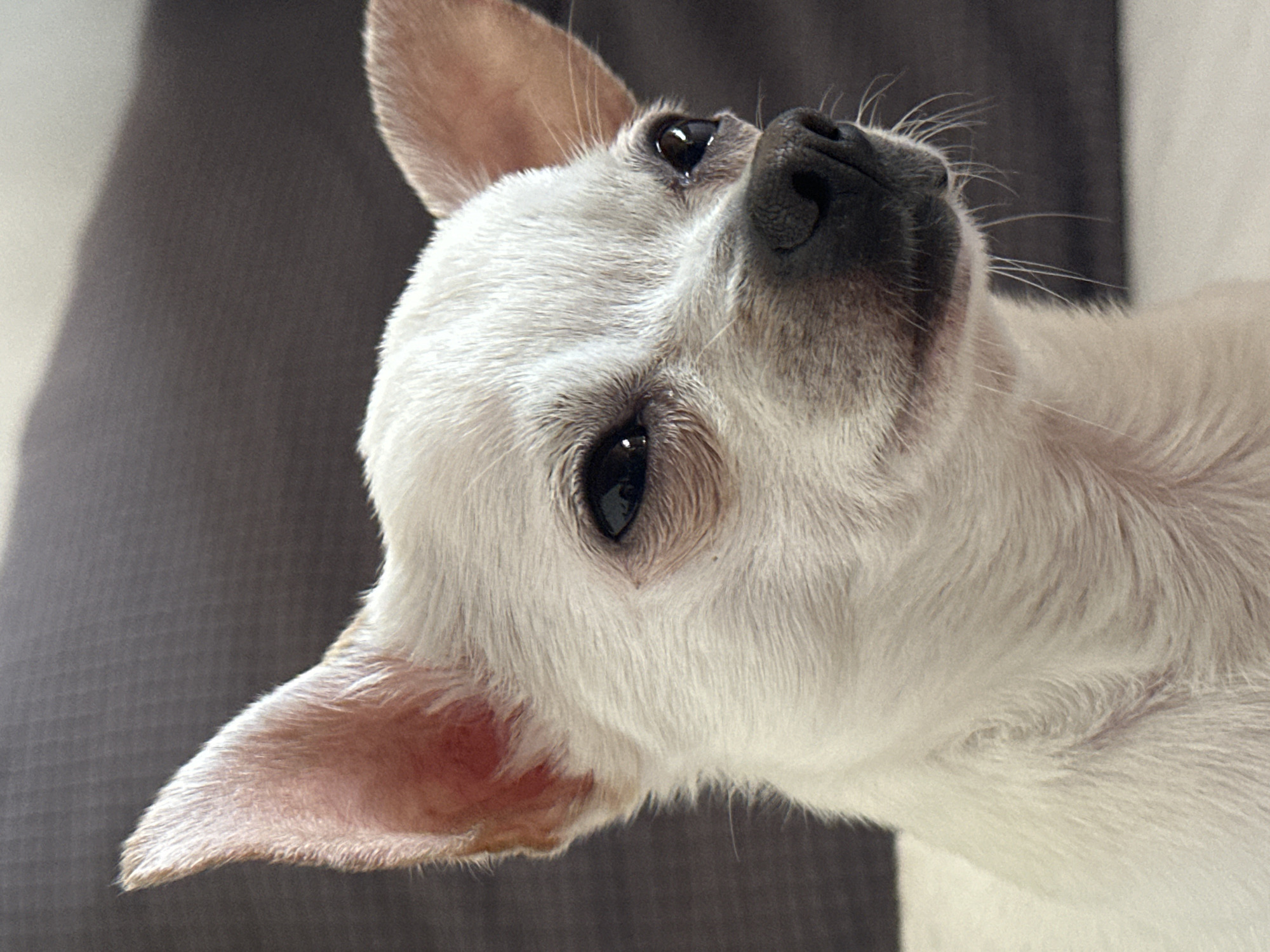 A close-up shot reveals a white Chihuahua dog tilting its head upwards. The dog's black nose and eyes are clearly visible. The background is out of focus, with a dark grey area on the left and a white area on the right. The location of the image in Skala, Bulgaria is not discernible.