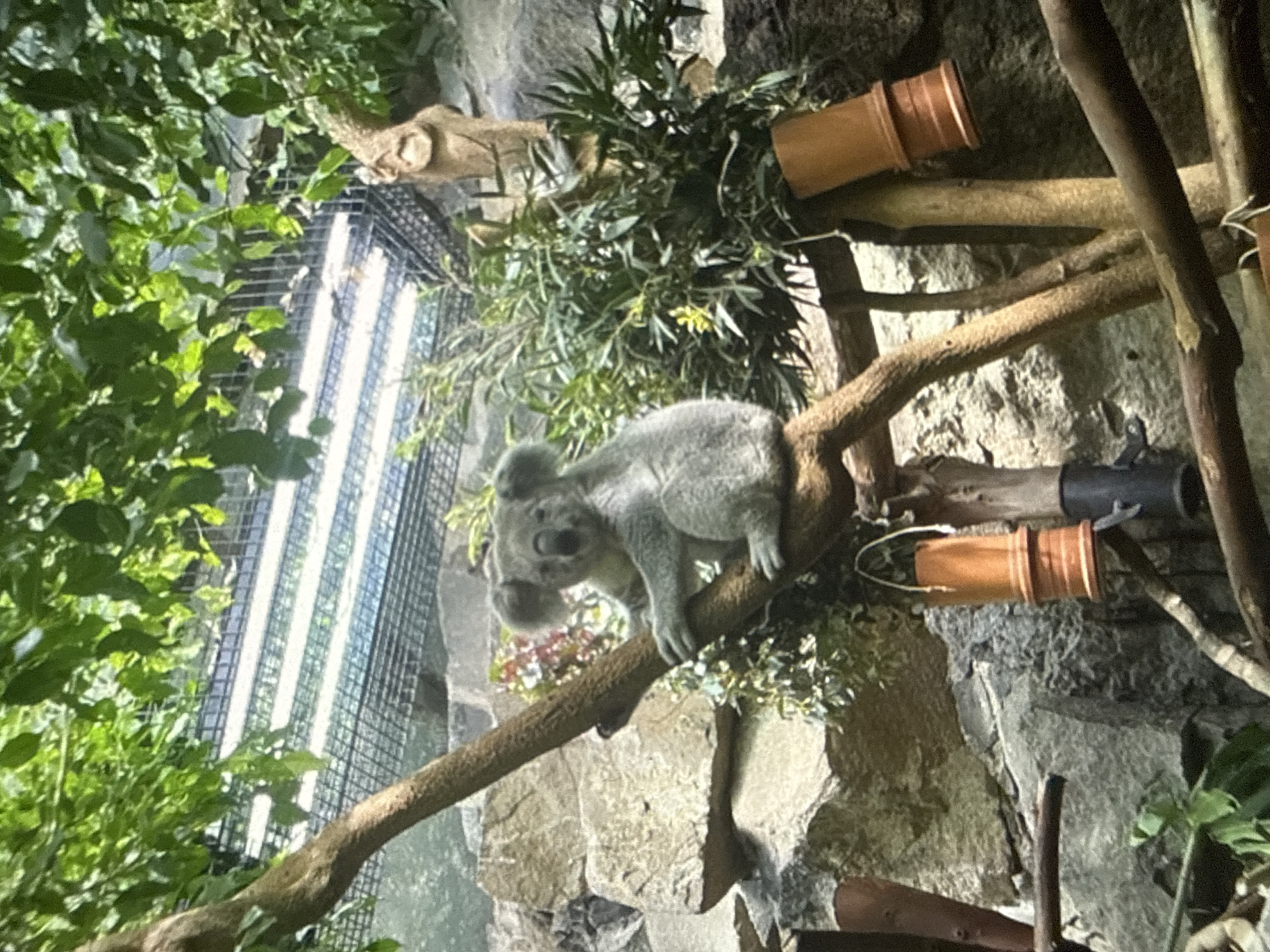 An indoor, vertically oriented shot captures a koala perched on a thick, gnarled branch within a simulated natural habitat. The koala, with its grey fur and large, rounded ears, is positioned in the middle right of the frame, looking directly towards the viewer with its mouth slightly agape, possibly mid-yawn or vocalization. Its paws are gripping the branch. Behind the prominent koala, a second, less distinct koala is partially visible.
The environment is rich with green foliage, including leafy branches on the left and denser, thinner-leaved plants surrounding the koala. The background consists of a rocky wall designed to resemble natural rock formations. In the upper left background, bright, long, artificial light fixtures are visible through a mesh or wire enclosure, indicating an indoor setting like a zoo or animal park. Several brown, cylindrical objects, resembling terracotta pipes or feeders, are affixed to branches and the rocky wall, providing enrichment or feeding stations for the animals.
The scene depicts the koalas in a naturalistic, though artificial, environment. There is no visible text. Given the context, this scene is likely from an animal exhibit in Varna, Bulgaria.