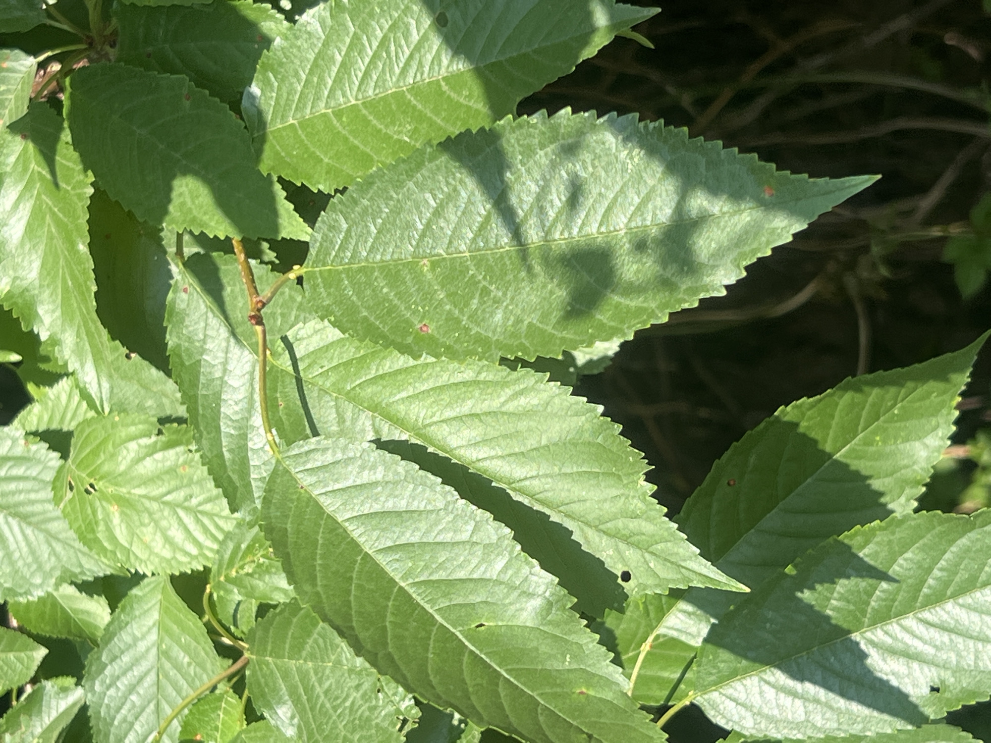 This media file is a close-up photograph of vibrant green leaves belonging to a tree or shrub. The leaves are oval-shaped with serrated edges and prominent veins. They are densely packed, creating a layered effect. Sunlight filters through the foliage, casting shadows on some of the leaves, indicating it is likely daytime with clear or partly cloudy weather. A few small reddish dots, possibly aphid colonies or fungal spots, are visible on some of the leaves. A thin stem or branch is also visible, attaching some of the leaves. The background is dark and out of focus, suggesting a natural outdoor setting such as a forest or garden. The image does not contain any people, text, or discernable activity. Given the location context, it is likely a scene from Bârnova, Romania.