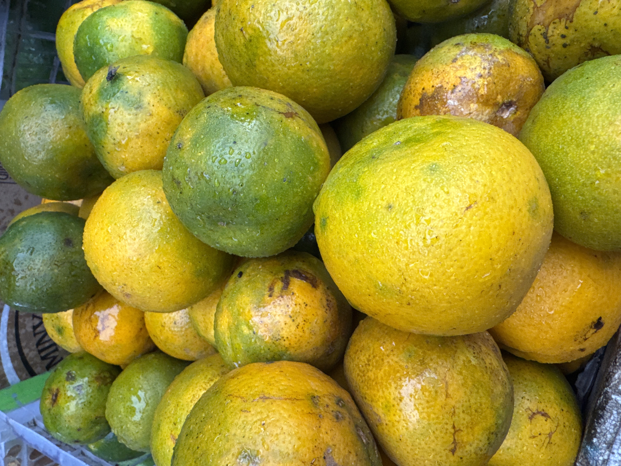 The image displays a close-up, high-angle view of a large, abundant pile of fresh oranges, likely at a market stall in Kuta, Indonesia. The oranges exhibit a vibrant color palette, ranging from bright yellow to distinct green, with many fruits showing a mottled blend of both hues, suggesting either a specific variety of orange or varying stages of ripeness.
Most of the oranges are covered in small, glistening water droplets, which impart a fresh, dewy appearance. Their skins show natural imperfections such as small dark spots and minor blemishes, common for market produce. In a notable detail, a small black fly is visible resting on the surface of one of the oranges near the center-right of the frame.
The fruits are densely stacked, filling almost the entire photographic frame, emphasizing the quantity available. In the bottom-left corner, a white object with black text is partially visible, with the word "MINT" clearly discernible, possibly indicating packaging or a label for other produce at the stall. The overall impression is one of natural freshness and the bustling environment of a local fruit market.