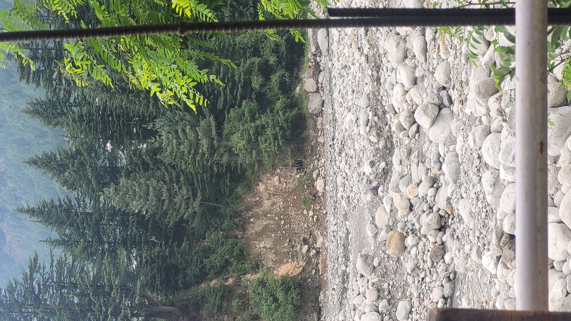 The image shows a rocky riverbed in Vashisht, India. The riverbed is filled with smooth, rounded stones of various sizes, with a shallow stream of water flowing through it. In the background, a steep, forested hillside rises up, covered in dense coniferous trees. The trees are dark green and appear to be tall and mature. The overall scene is one of natural, rugged beauty, with the riverbed and the surrounding forest creating a sense of wildness and serenity. There are no people visible in the image, and the focus is entirely on the natural landscape. The image appears to have been taken from a slightly elevated position, looking down onto the riverbed. The lighting suggests it is daytime, with overcast skies.