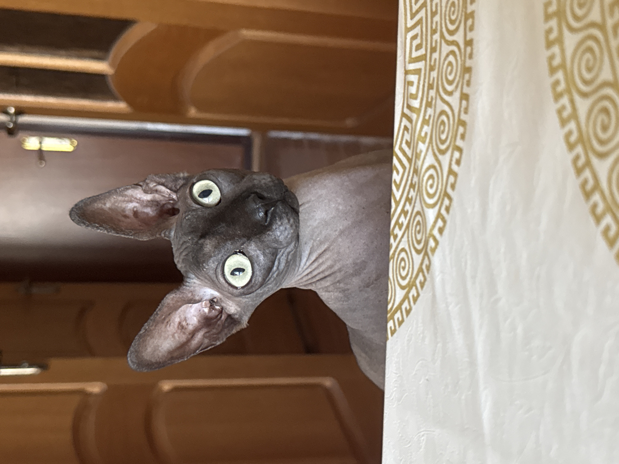 The image shows a close-up of a Sphynx cat with large, round, green eyes looking directly at the camera. The cat has grey skin with some wrinkles and large ears. It is positioned behind a surface covered with a white cloth that has a decorative gold pattern. In the background, two wooden doors are visible, with one slightly ajar. The lighting suggests an indoor environment, possibly a home. There is no indication of the location being Tiraspol, Moldova.
