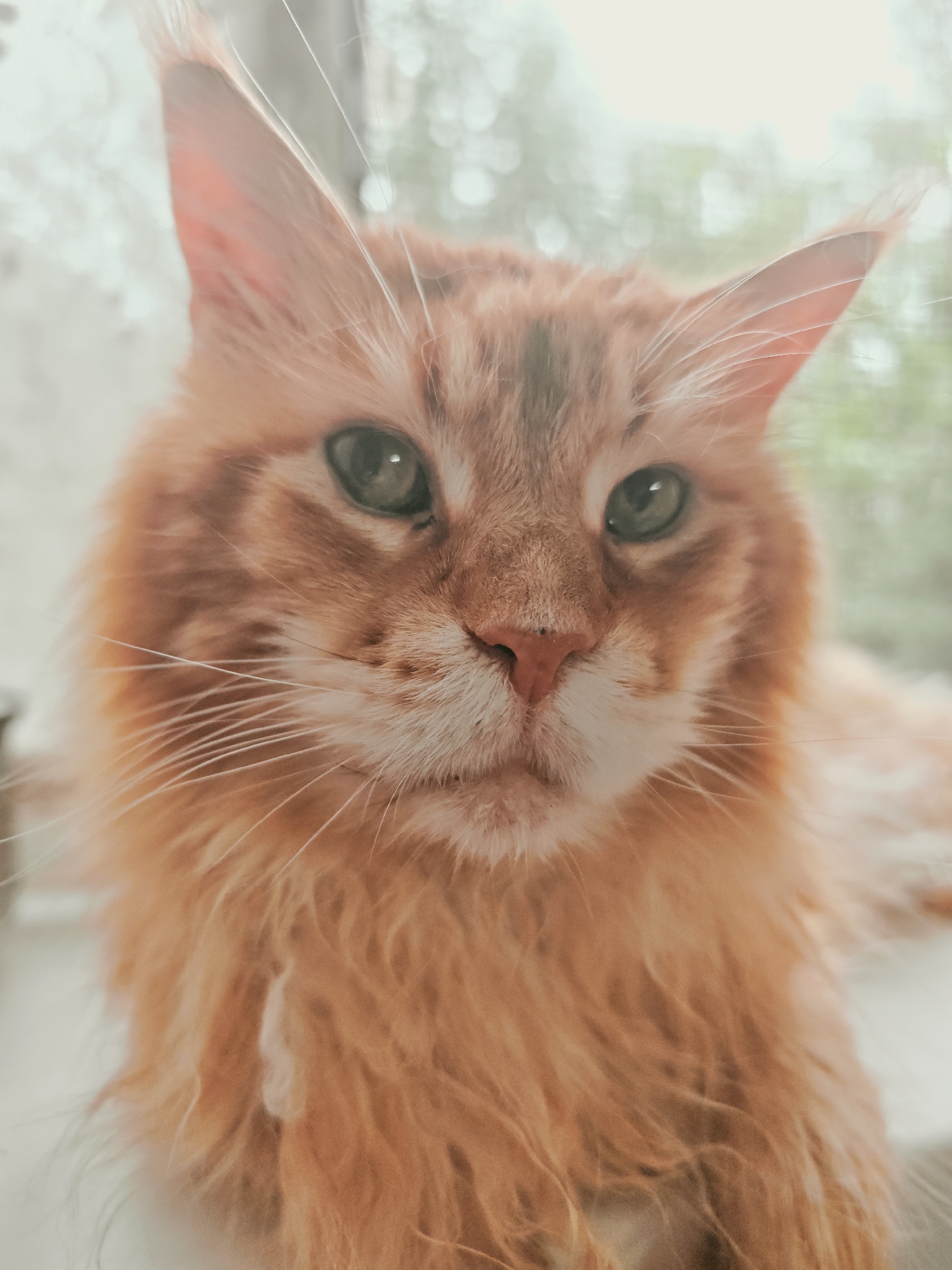 This is a close-up, vertical, eye-level shot of an orange tabby cat's face. The cat is looking directly at the camera. The background is out of focus and appears to be a window with a light, hazy view of trees. There is no indication of the city of Abakan, Russia, or any other specific location. The cat's fur is long and fluffy, and its eyes are green. The lighting is soft and diffused, creating a warm and gentle atmosphere.