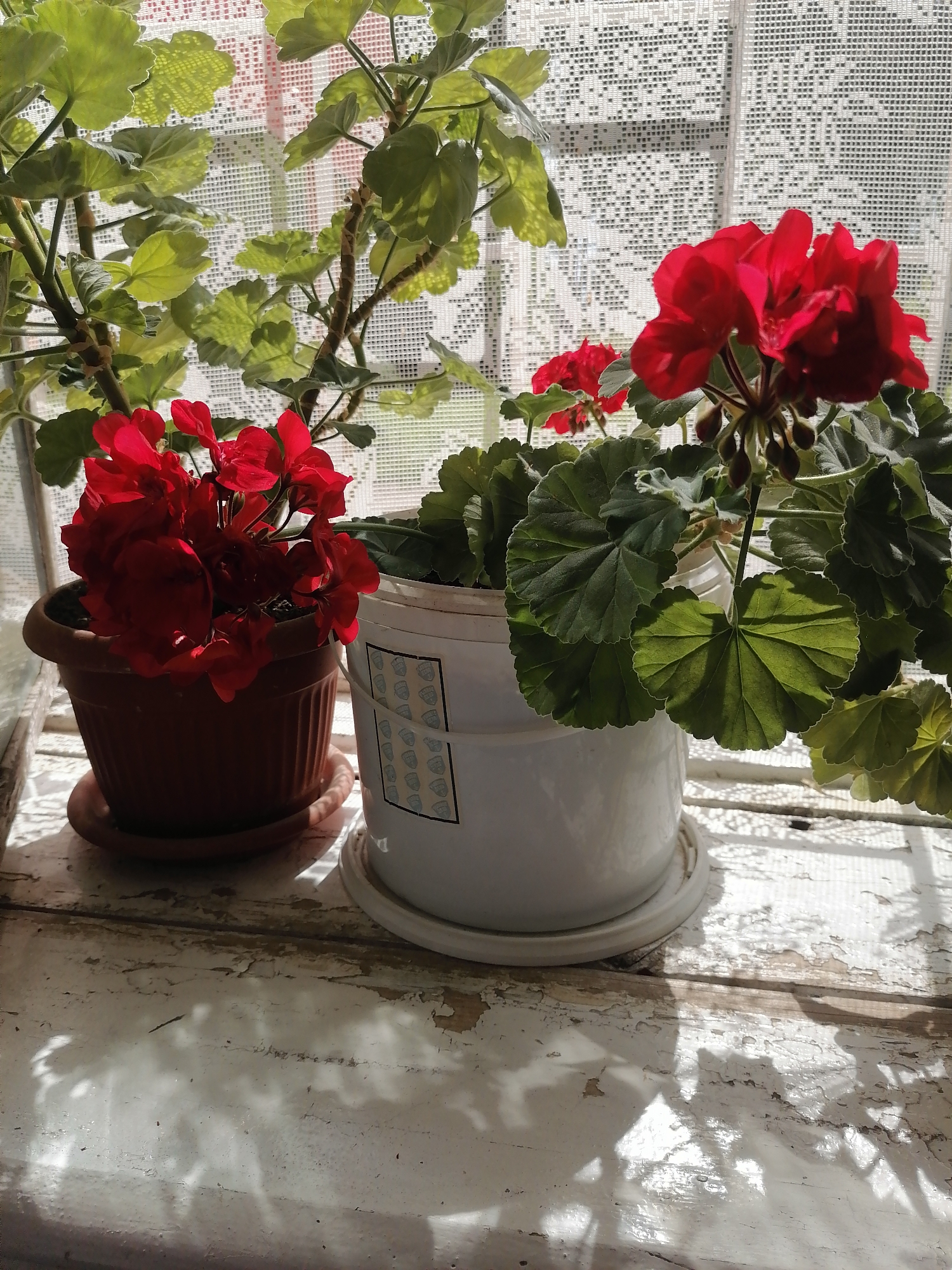 In the city of Bolshiye Remezënki, Russia, two potted geranium plants with vibrant red flowers are displayed on a rustic, weathered wooden surface, likely a windowsill. The plants are positioned in front of a white lace curtain, which allows sunlight to stream through, casting dappled shadows on the surface below. The plant on the left is in a brown terracotta pot, while the one on the right is in a white pot with a subtle decorative pattern. The surrounding environment suggests a domestic setting, possibly a home or greenhouse, where the plants are being cultivated.