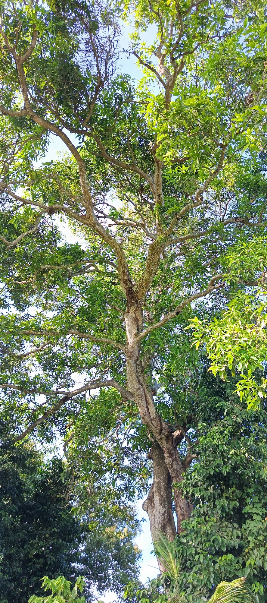 A tall tree with a thick, textured trunk dominates the frame, its branches spread wide and covered in lush green leaves. The canopy is dense, allowing glimpses of a clear blue sky through the foliage. The trunk appears aged, with rough bark and a slightly gnarled appearance. The lighting suggests a bright, sunny day. The image is a close-up view looking up into the tree from below. The location is identified as Pashiebeutong, Indonesia.