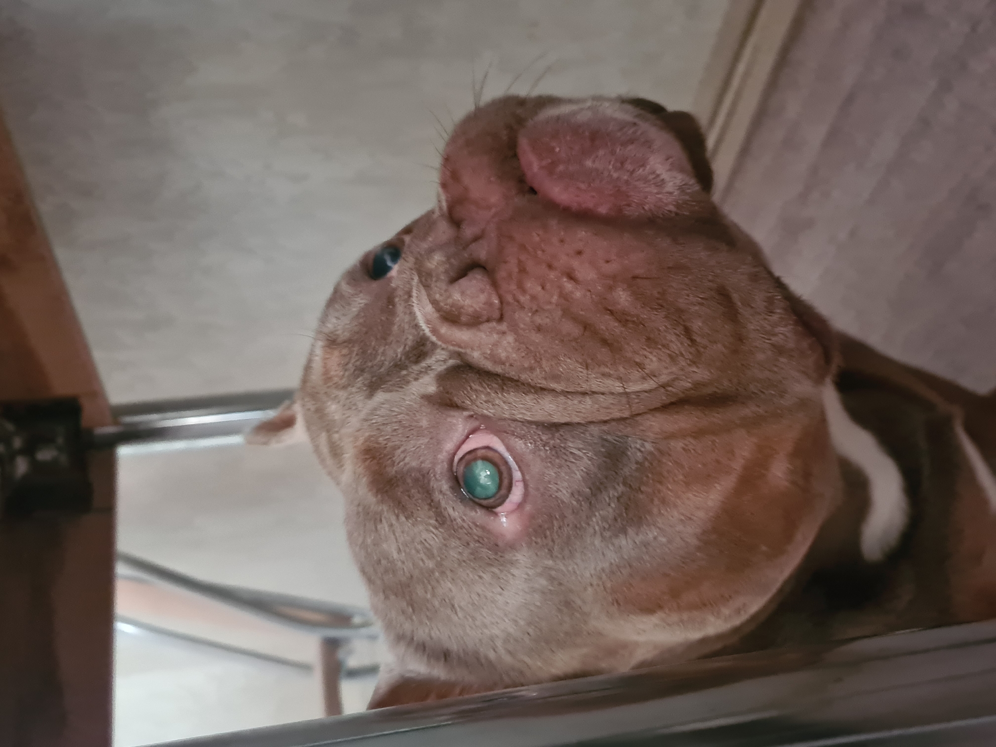 The image is a close-up, high-angle shot of a dog's head. The dog appears to be a bulldog or a similar breed, with wrinkled skin and a stocky build. Its fur is a mix of brown and white. The dog's head is tilted upwards and to the left, with its eye clearly visible and appearing a bright, almost turquoise blue. The pupil of the eye is dilated. The dog's ears are visible, one is folded back against its head, and the other is more visible and pinkish inside. The dog's snout is wrinkled, and it appears to be looking slightly off-camera. The background is out of focus but suggests an indoor setting, possibly with furniture or a table beneath the dog, indicated by the metallic glint of what might be chair legs and a flat, light-colored surface above. The lighting is somewhat dim, but the dog's face is well-lit, highlighting its facial features. There is no visible text in the image. The overall impression is an intimate portrait of the dog's face, focusing on its expressive eye.