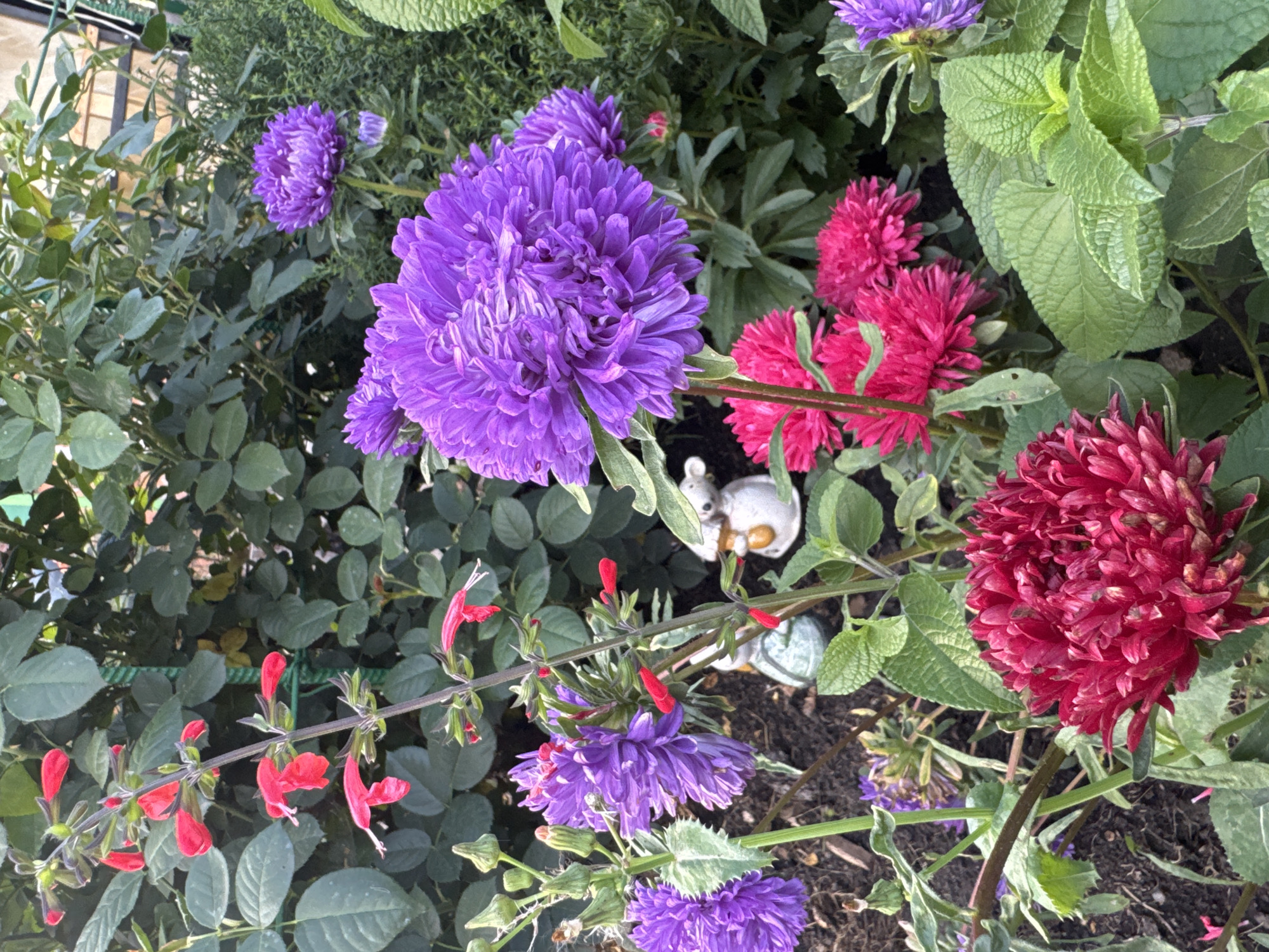 A close-up, eye-level, outdoor shot captures a variety of flowers and foliage in what appears to be a garden. The primary subjects are several asters in vibrant shades of purple, magenta, and deep red, with densely packed, feathery petals. Interspersed among the asters are bright red salvia flowers, their tubular shape and delicate white tips clearly visible. The background is filled with dark green, leafy foliage, likely from rose bushes, creating a lush and dense backdrop. Two small garden ornaments, a white mouse holding a watering can and a green gnome-like figure, are partially visible amongst the plants, adding a whimsical touch to the scene. The ground is composed of dark soil. The lighting suggests it is daytime, with the sun casting subtle shadows and highlighting the textures of the flowers and leaves. The image is free of people or any discernible signs of human activity beyond the garden ornaments. The overall impression is one of a well-maintained, colorful garden in bloom. The location is identified as Rannii Rassvet, Russia.
