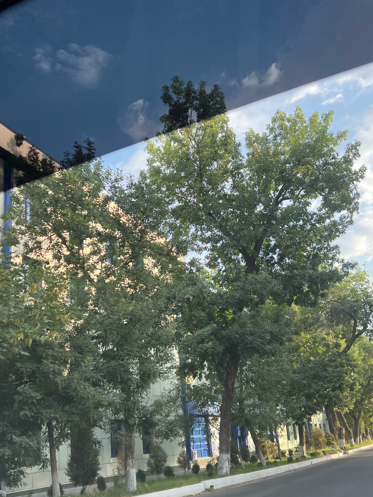 The image displays a reflection on a dark, smooth surface, likely a window or a mirrored ceiling, showing trees and buildings. The reflection creates a scene that is inverted and slightly distorted. In the upper portion of the reflection, a dark blue sky with scattered white clouds is visible. Below this, the reflection of green trees with full foliage dominates the mid-section. The trunks of some trees are visible, appearing as darker vertical lines. Behind the trees, the reflection of a modern building with a light-colored facade and blue-tinted windows can be seen. The building appears to have multiple stories. In the lower part of the reflection, a road and a sidewalk with some smaller shrubs and grass are discernible. The overall lighting suggests it is daytime, possibly late afternoon due to the warm tones of light filtering through the trees. The scene is devoid of people or any discernible activity.