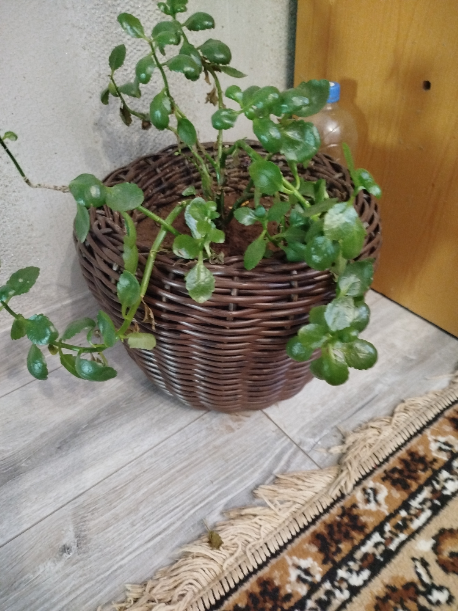 In a close-up, eye-level shot, a potted plant with numerous green leaves sits in a woven brown basket. The plant has long, trailing stems with smaller leaves growing in clusters. The basket is placed on a light gray wooden floor. To the right of the plant, a partially visible clear plastic bottle with a blue cap is present. Behind the plant, a rough, textured light gray wall is visible. The lower right portion of the image shows a section of a rug with a patterned design featuring beige, brown, and black colors, and a fringe along its edge. The lighting appears to be ambient and neutral, casting soft shadows. The scene depicts an indoor setting, possibly a home or a room in an establishment within the Крывасельскі сельскі Савет, Belarus. There are no people or animals visible in the image.