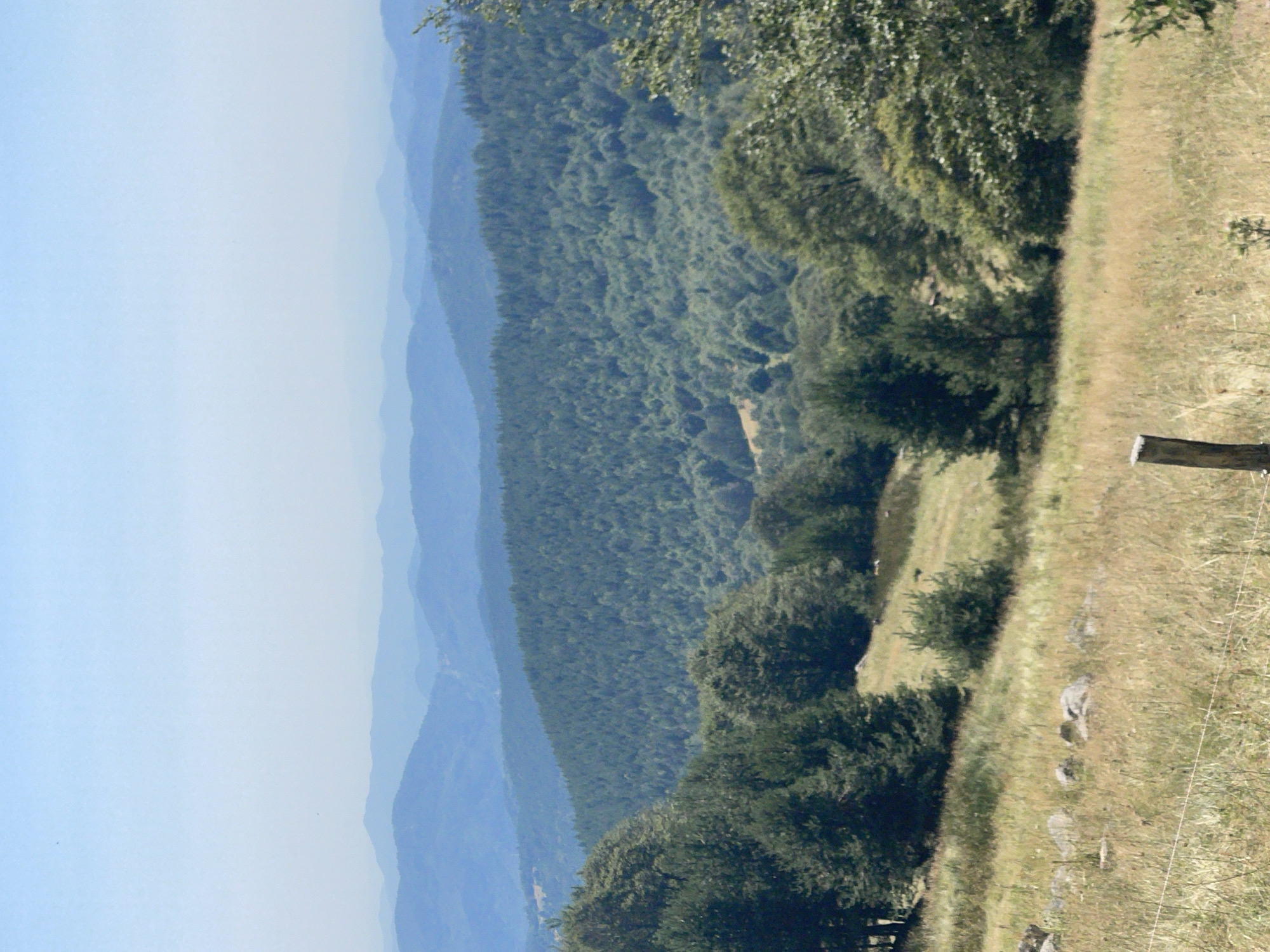 The image depicts a panoramic view of a hilly, forested landscape under a clear, pale blue sky. The foreground features a grassy slope with scattered rocks and a wooden post marking a boundary or fence. The middle ground is dominated by a dense forest of evergreen trees, with patches of lighter green suggesting deciduous trees mixed in. In the background, multiple layers of progressively lighter blue mountains recede into the horizon, creating a sense of depth. The scene is devoid of human presence or activity. The overall impression is one of a serene, natural environment in a mountainous region, likely during a clear, sunny day. The image does not contain any elements that would allow for specific identification of the location within Bosilkovo, Bulgaria.