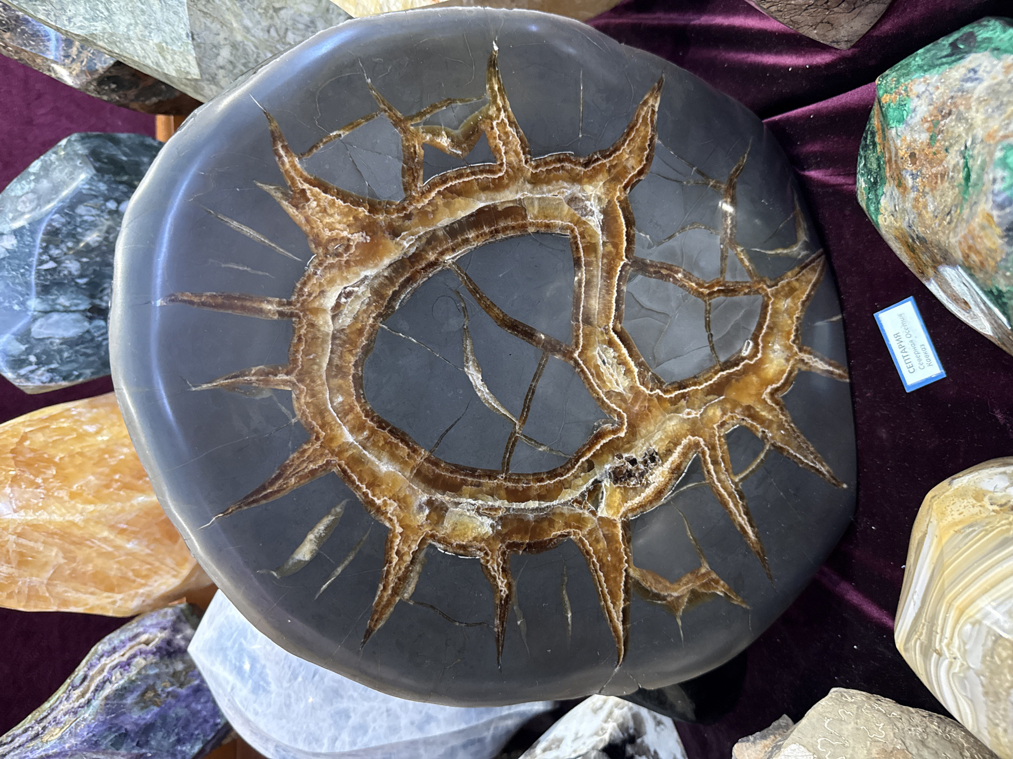 A high-angle, close-up shot focuses on a polished septarian nodule, its core a gray color with a brown, starburst pattern of calcite veins radiating outwards. The nodule is surrounded by other various tumbled and polished stones of different colors and patterns. A small blue tag with Russian writing is visible near the top right of the septarian. The nodule is located in the city of Upper Uymon, Russia. The nodule is resting on a burgundy velvet surface, possibly part of a display or table in a retail setting.