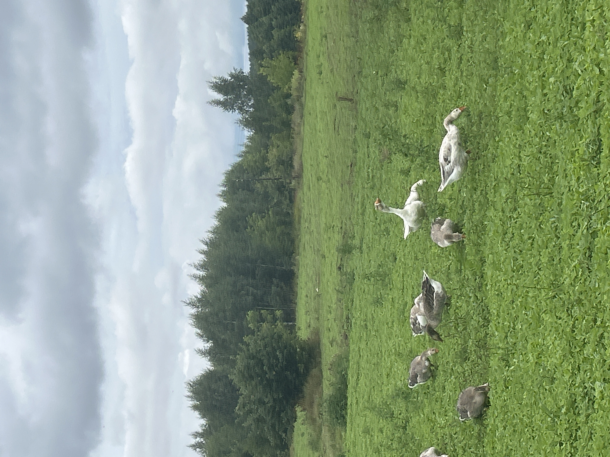 This is a vertical, eye-level, medium shot of a flock of geese in a grassy field under a cloudy sky, with a line of trees in the background. The field is lush green and appears to be covered in clover. Several geese are scattered throughout the field, some grazing, one standing tall, and one in the process of bending down. The geese are a mix of gray and white, with some exhibiting darker markings on their wings and bodies. The sky is overcast with shades of gray and white clouds. Behind the field, a dense line of green trees forms the horizon. The overall impression is one of a rural, natural setting. The image location is specified as Холстаўскі сельскі Савет, Belarus.