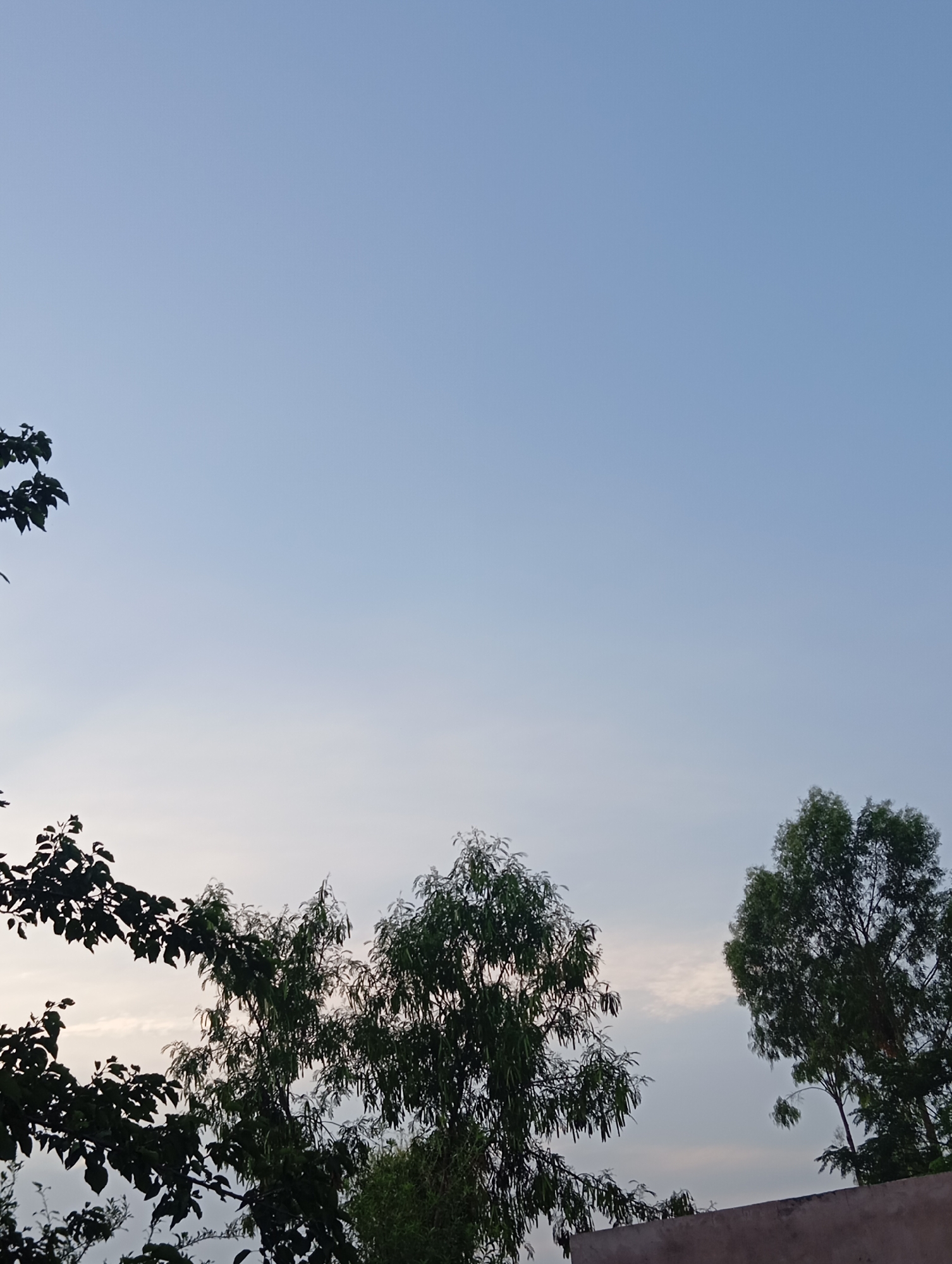 The image shows a clear sky with a few light clouds visible in the distance. In the foreground, several trees with dark green leaves are silhouetted against the sky. The trees are diverse in shape and size, with some having dense foliage and others appearing more sparse. The overall impression is one of a natural outdoor setting, likely in a rural or suburban area, given the abundance of trees and the absence of any urban structures. The lighting suggests it might be late afternoon or early morning.