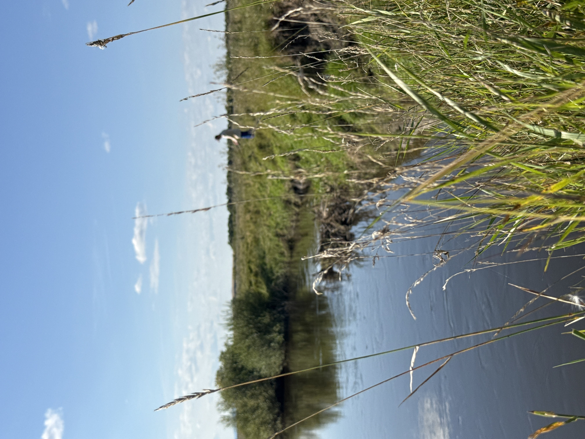 The image depicts a serene natural landscape under a clear blue sky with scattered white clouds. In the foreground, tall, dry grasses are in sharp focus, with some of their seed heads and stalks prominently visible. Beyond the grasses, a calm, dark body of water, likely a river or stream, reflects the sky and surrounding greenery. The far bank of the water features a line of dense green bushes and trees. Further in the distance, a person is visible standing in a field of green grass, appearing to be engaged in an activity, possibly fishing or observing the surroundings. The overall impression is one of a quiet, rural setting in Uiskoe, Russia, characterized by abundant vegetation and a peaceful atmosphere.