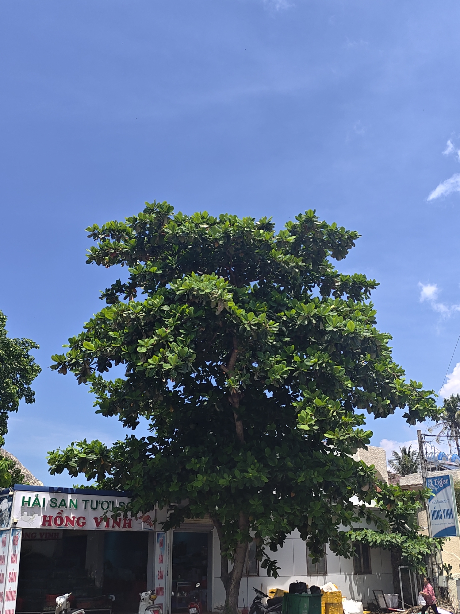 This is a daytime, eye-level shot of a street scene in Phu Thuy Ward, Vietnam, dominated by a large, leafy green tree in the foreground. Behind the tree, a building with a white facade is visible, featuring signage for "HẢI SẢN TƯƠI SỐNG HỒNG VĨNH" (Fresh Seafood Hong Vinh) and "RESTAURANT HỒNG VĨNH". To the right, a blue sign with a "Tiger" logo and restaurant information is mounted on a pole. Several motorcycles are parked in front of the building. A woman in a pink outfit is walking past the building on the right. The sky above is clear blue with a few white clouds. The scene appears to be a commercial area with a focus on seafood and dining.