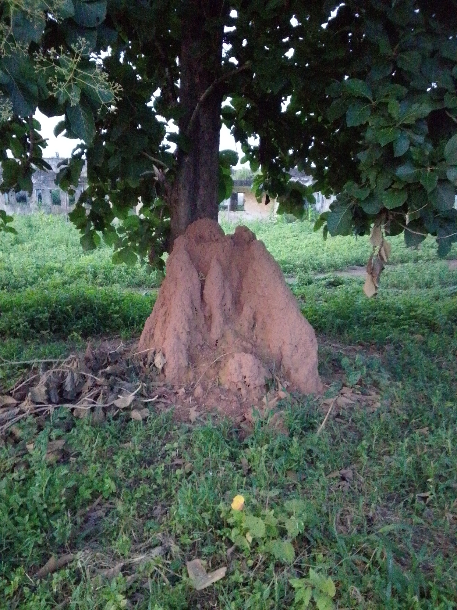 A close-up, eye-level shot captures a large termite mound located at the base of a tree in an outdoor setting. The mound, constructed of reddish-brown soil, is textured and has an uneven, organic shape. Surrounding the mound is sparse, dry foliage and dark soil, contrasting with the vibrant green grass that covers the ground. In the background, a dense, green patch of vegetation stretches across the scene, behind which a weathered, light-colored building with dark window openings is visible. The tree, partially obscuring the building, has a thick, dark brown trunk and branches laden with green leaves and small white flowers. The overall lighting suggests it is daytime, possibly late afternoon, with soft shadows.