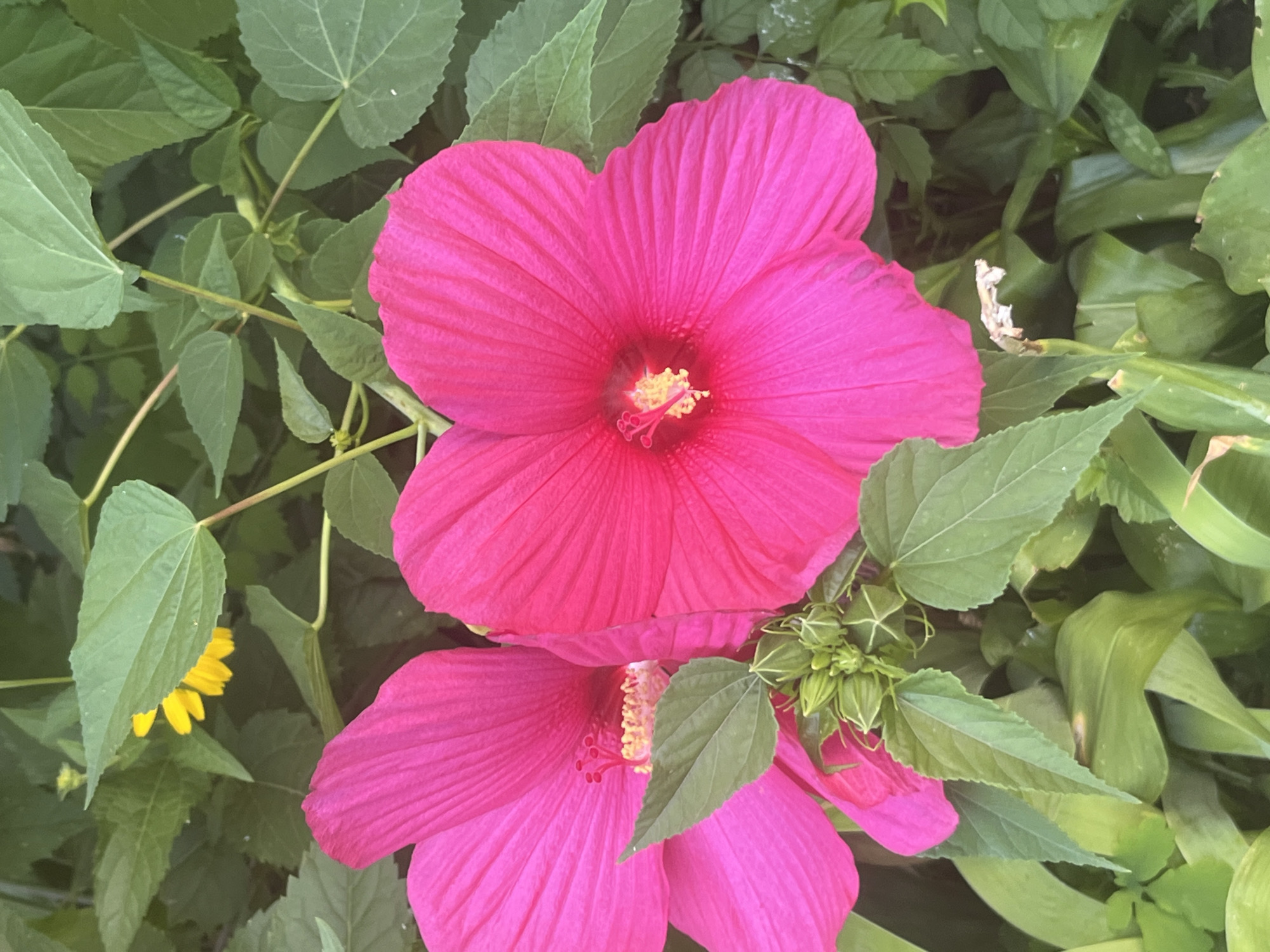 A close-up, eye-level shot captures two large, vibrant pink hibiscus flowers in full bloom, dominating the foreground. The flower on the right is centered and in sharp focus, showcasing its delicate, crinkled petals and yellow stamen. To its left, another pink hibiscus is partially visible, with its petals fanning out. Numerous lush green leaves surround the flowers, creating a natural, verdant backdrop. A cluster of unopened green buds is nestled at the base of the flowers, hinting at future blooms. In the upper left quadrant, a glimpse of a small yellow flower can be seen peeking through the foliage. The image appears to have been taken outdoors, likely in a garden or park setting, with soft, natural lighting that highlights the textures and colors of the flora. The scene is devoid of any human presence or urban elements, suggesting a tranquil natural environment. No specific location in Dnipro, Ukraine, can be determined from the visual information provided.
