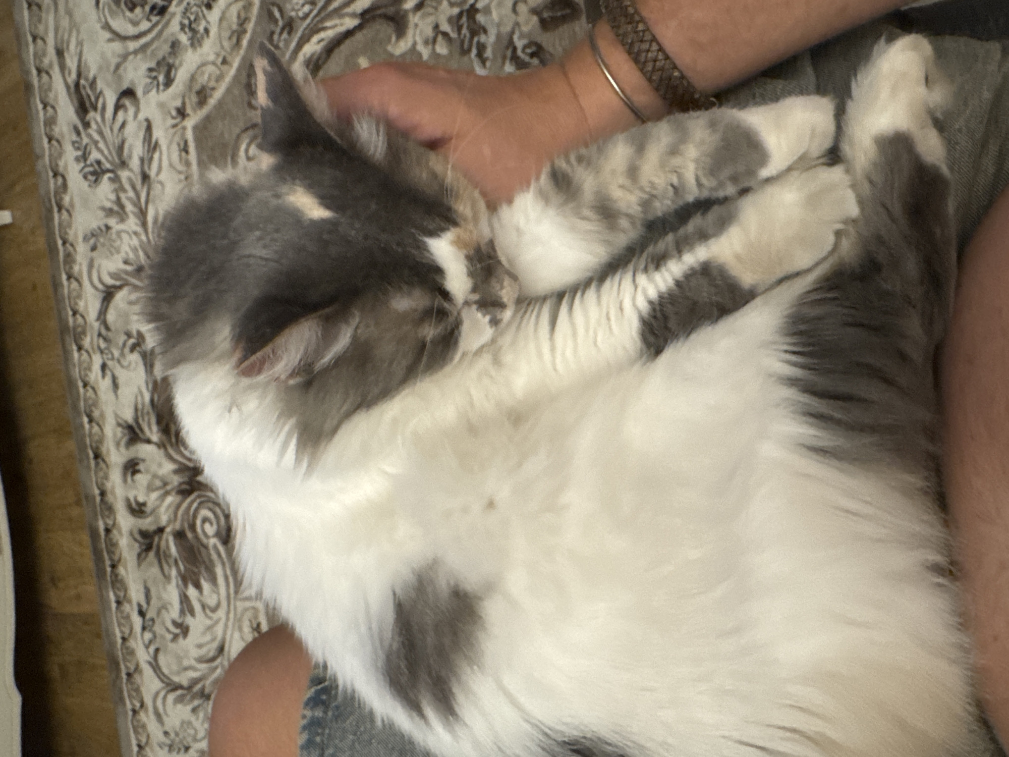 An overhead shot shows a fluffy cat sleeping on someone's lap. The cat has grey and white fur with grey patches. The cat's head is tucked into its body, and its paws are curled up. The person's legs are visible, wearing denim shorts. A patterned rug is visible in the background. The scene is indoors.