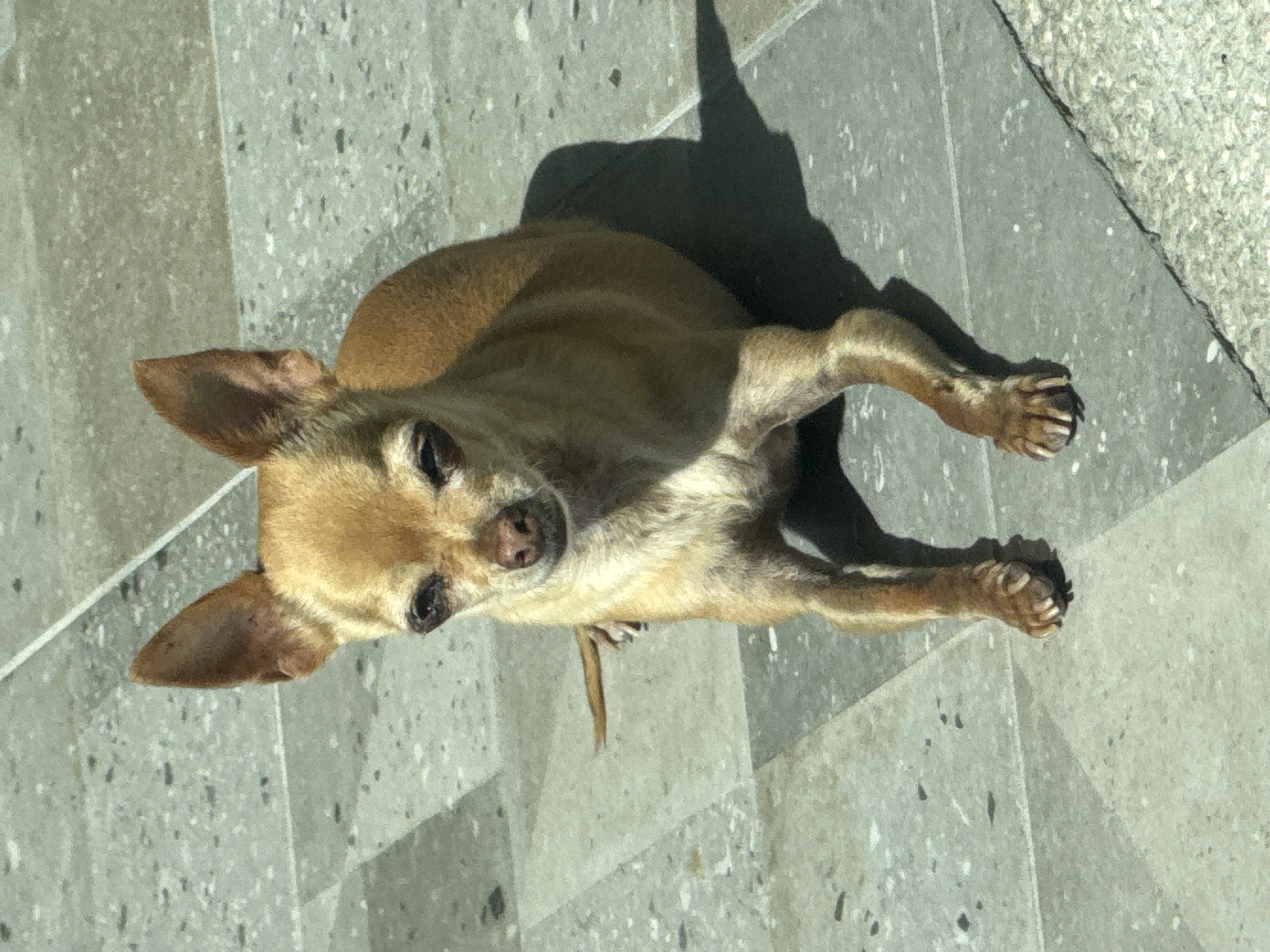 A small, light brown dog is captured lying on a speckled, light grey tiled surface outdoors in San Bernardino Tlaxcalancingo, Mexico. The dog, appearing to be a Chihuahua or similar small breed, has short fur and prominent, pointed ears. It is positioned with its head towards the upper-left of the frame and its body extending towards the lower-right. The dog's front paws are tucked beneath its chest, and its back paws are extended. It looks directly at the camera with a calm and curious expression.
The scene is brightly illuminated by strong, direct sunlight, evident from the distinct, dark shadow cast directly behind the dog, suggesting it is daytime, likely around midday. The tiled ground features a geometric pattern from the tile arrangement. The weather appears sunny. There are no other subjects, objects, or visible text within the frame.