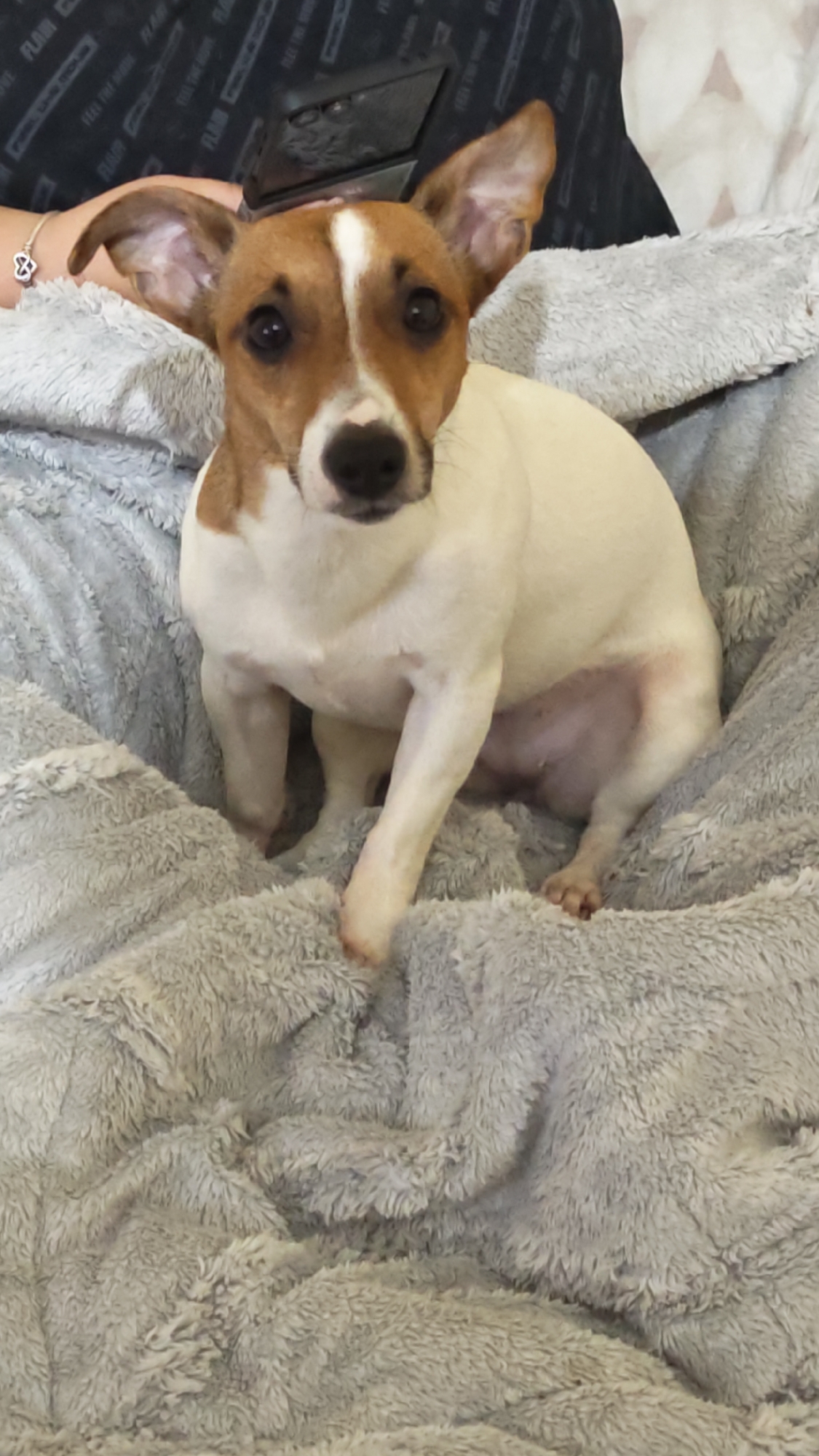 A medium shot shows a light-skinned brown and white dog, possibly a Jack Russell Terrier mix, seated on a gray, plush, blanket. The dog is positioned centrally in the frame, facing forward with alert ears. The dog's fur is mostly white on the body with brown markings on the head and ears. The background is softly out of focus, revealing the edge of a dark-colored piece of clothing and a bracelet on a person’s wrist. The overall lighting is soft, highlighting the textures of the blanket and the dog's fur. There is no indication of location in Plovdiv, Bulgaria.