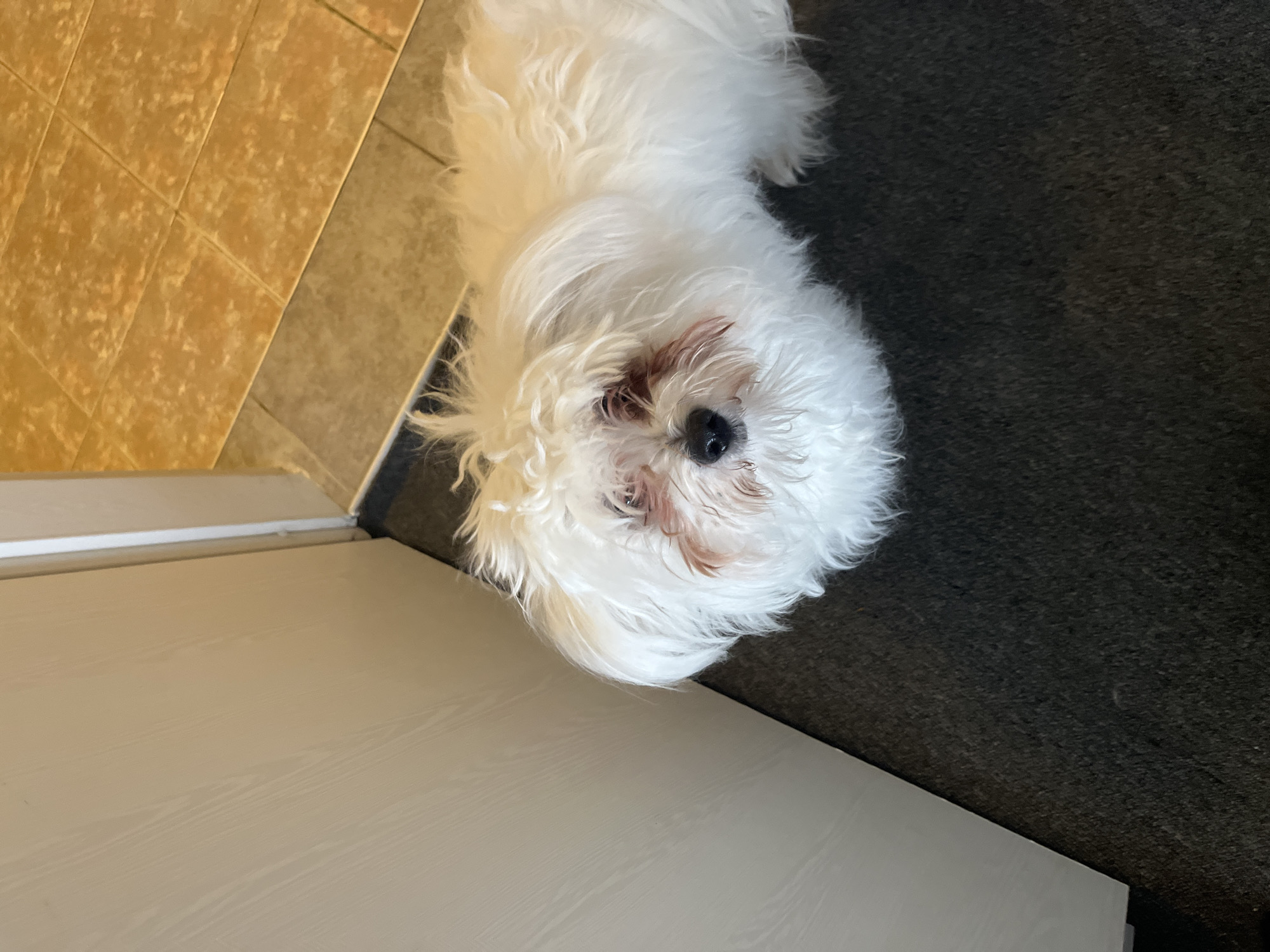A close-up, high-angle shot depicts a small, white, fluffy dog situated on a dark grey carpet adjacent to tan and brown tiled flooring. A light-colored wooden panel is visible in the lower left corner of the frame. The dog is looking up towards the camera. There is no indication of the location being in Varna, Bulgaria.