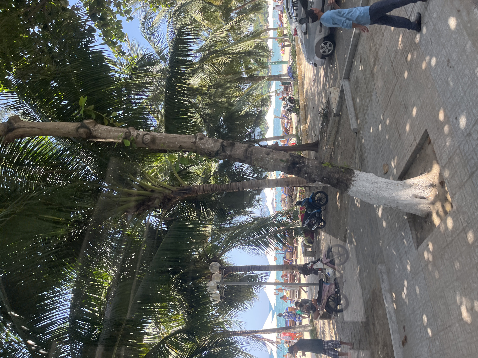 A view of Nha Trang's beach area reveals a vibrant scene with lush palm trees providing shade over a sandy beach. People are scattered across the beach, some lounging on chairs under white umbrellas, while others walk along the shore. The turquoise ocean stretches out in the background, meeting a clear blue sky. A few motorcycles are parked near the beach, and cars are visible in the parking area. A lone man in a blue shirt walks on a tiled pathway in the foreground. The overall atmosphere is one of a relaxed, sunny day at a popular tourist destination.