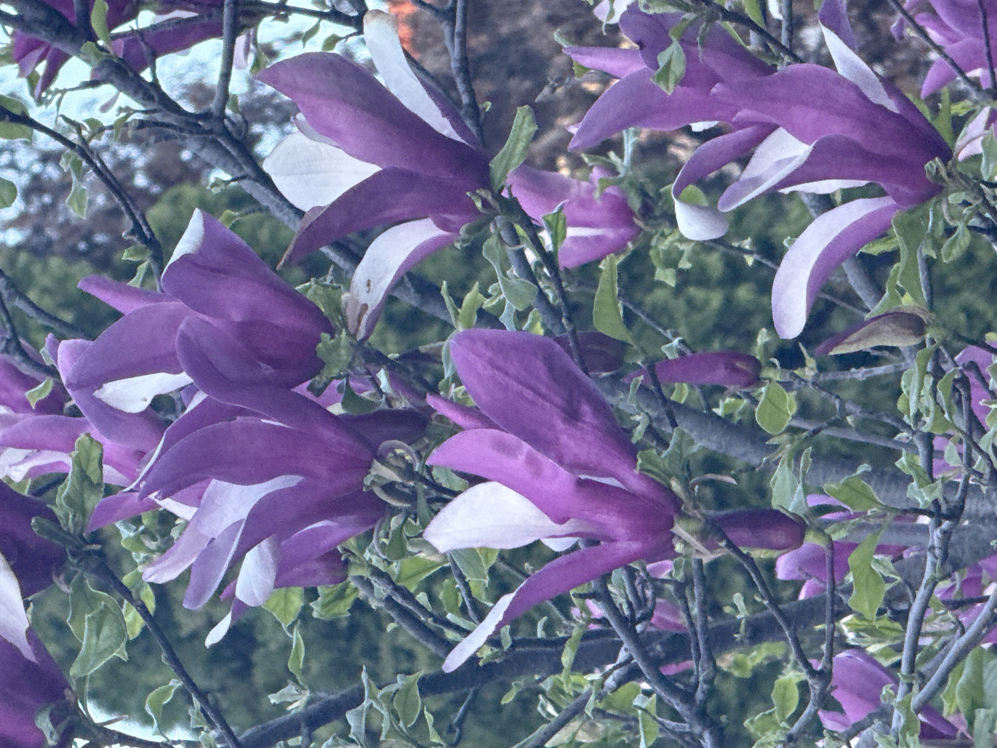 The image depicts a tree in bloom with purple and white magnolia-like flowers. The background includes other trees or foliage, slightly blurred, suggesting an outdoor setting. Thin branches are visible among the flowers. The image shows a close-up view of the blooms. The location and city are unknown.