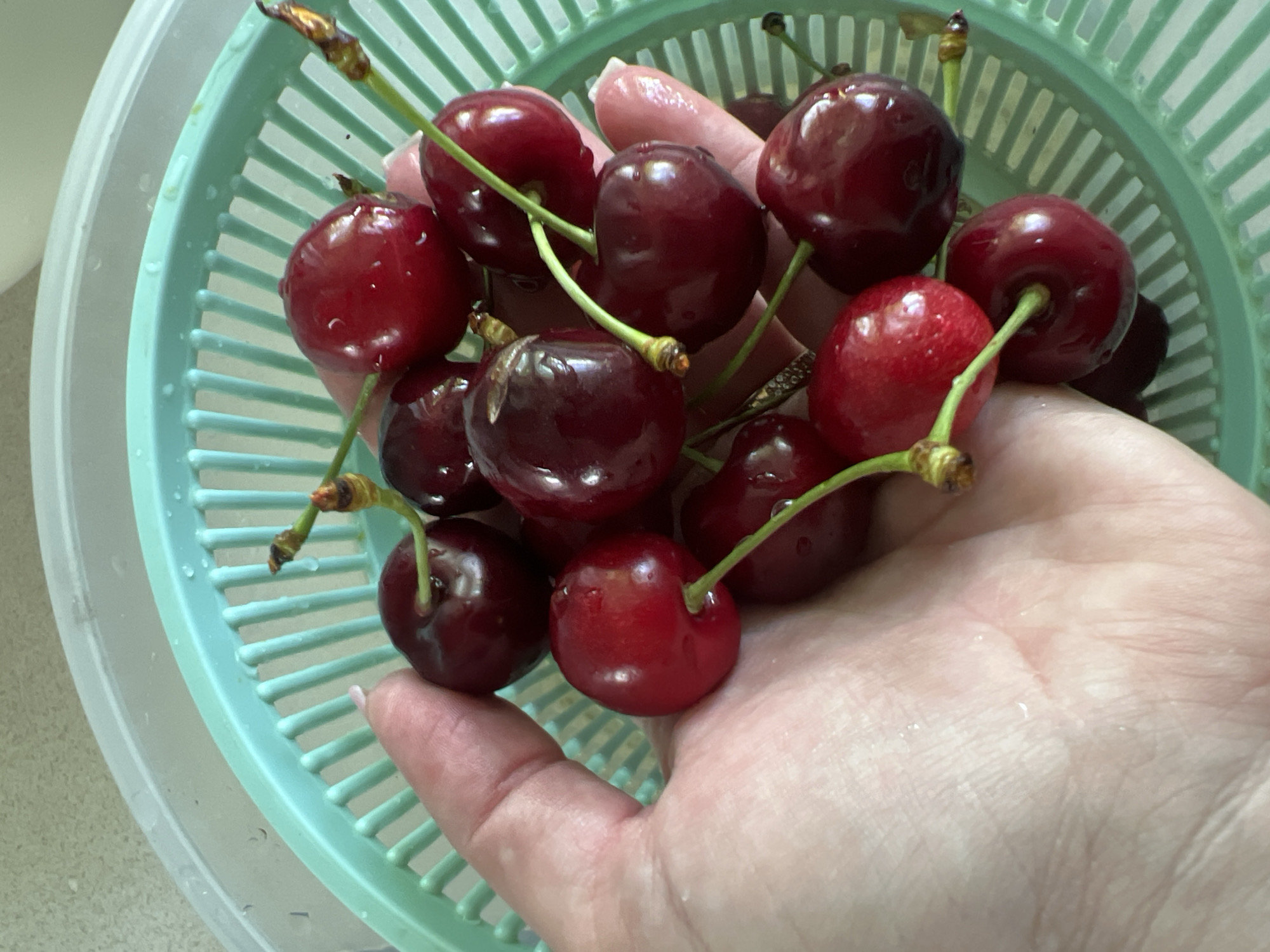 A hand is holding a cluster of dark red cherries over a teal colander. The cherries are round and glossy, with some water droplets visible on their surface. The stems of the cherries are green and thin. The colander has a ridged interior and appears to be made of plastic. The background is blurry but suggests a kitchen countertop.