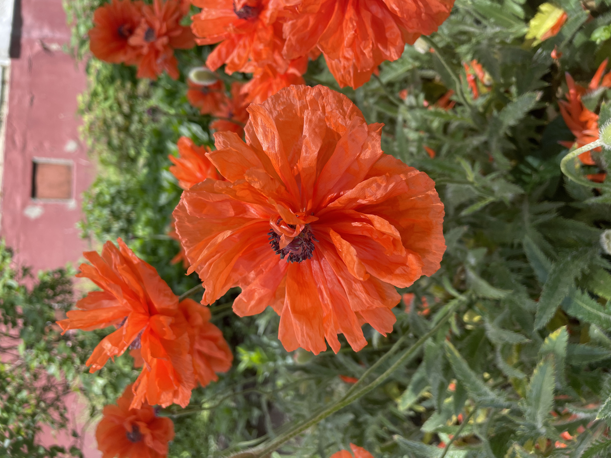 A medium, eye-level shot depicts a cluster of bright orange poppies in full bloom. The flowers dominate the frame, displaying ruffled petals and dark central cores. The background is filled with green foliage and other poppy buds. In the upper left corner, a glimpse of a pink building with a window suggests an urban setting, possibly in Vladivostok, Russia.