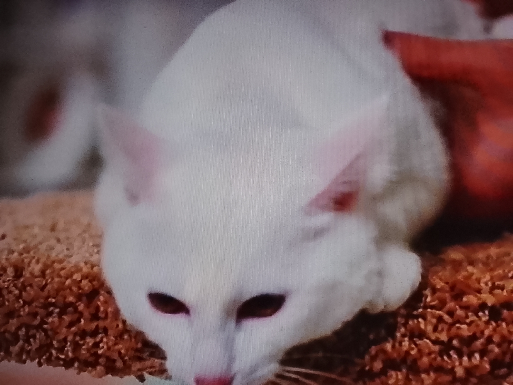 This is a close-up, slightly blurry, vertical photograph of a white cat lying down on a textured, brown surface. The cat's fur is white, and its eyes are dark with pink rims. Its nose is pink. The cat's ears are visible and appear pink. A portion of a red object is visible to the right of the cat, partially obscuring its back. The background is blurred. There is no identifiable context or location within the city of Klichaw, Belarus, visible in this image.