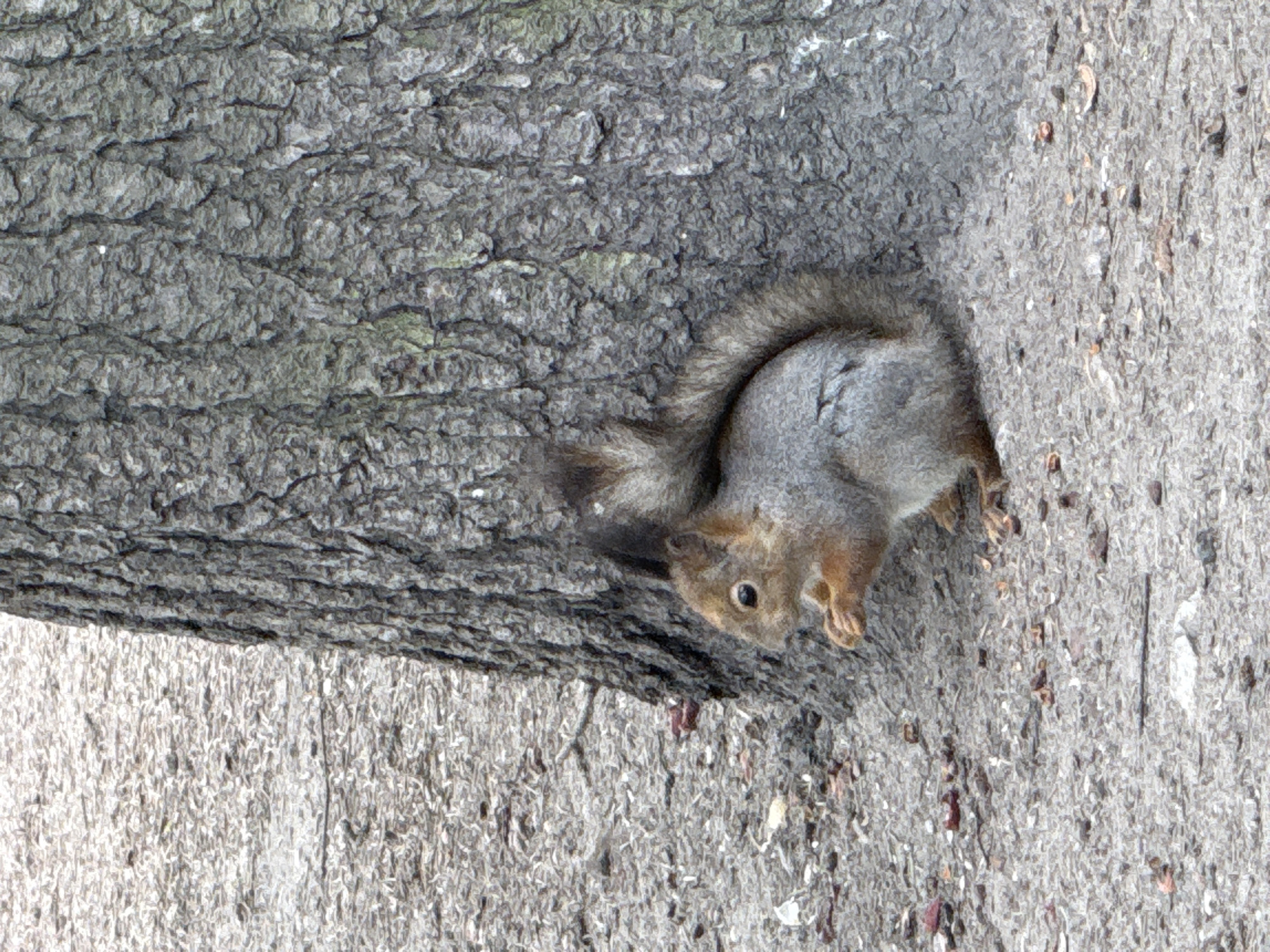 A squirrel clings to the base of a tree trunk in Saint Petersburg, Russia. The squirrel's fur is a mix of grey and brown. The bark of the tree is rough and textured. The ground around the tree appears to be concrete with debris scattered on it.