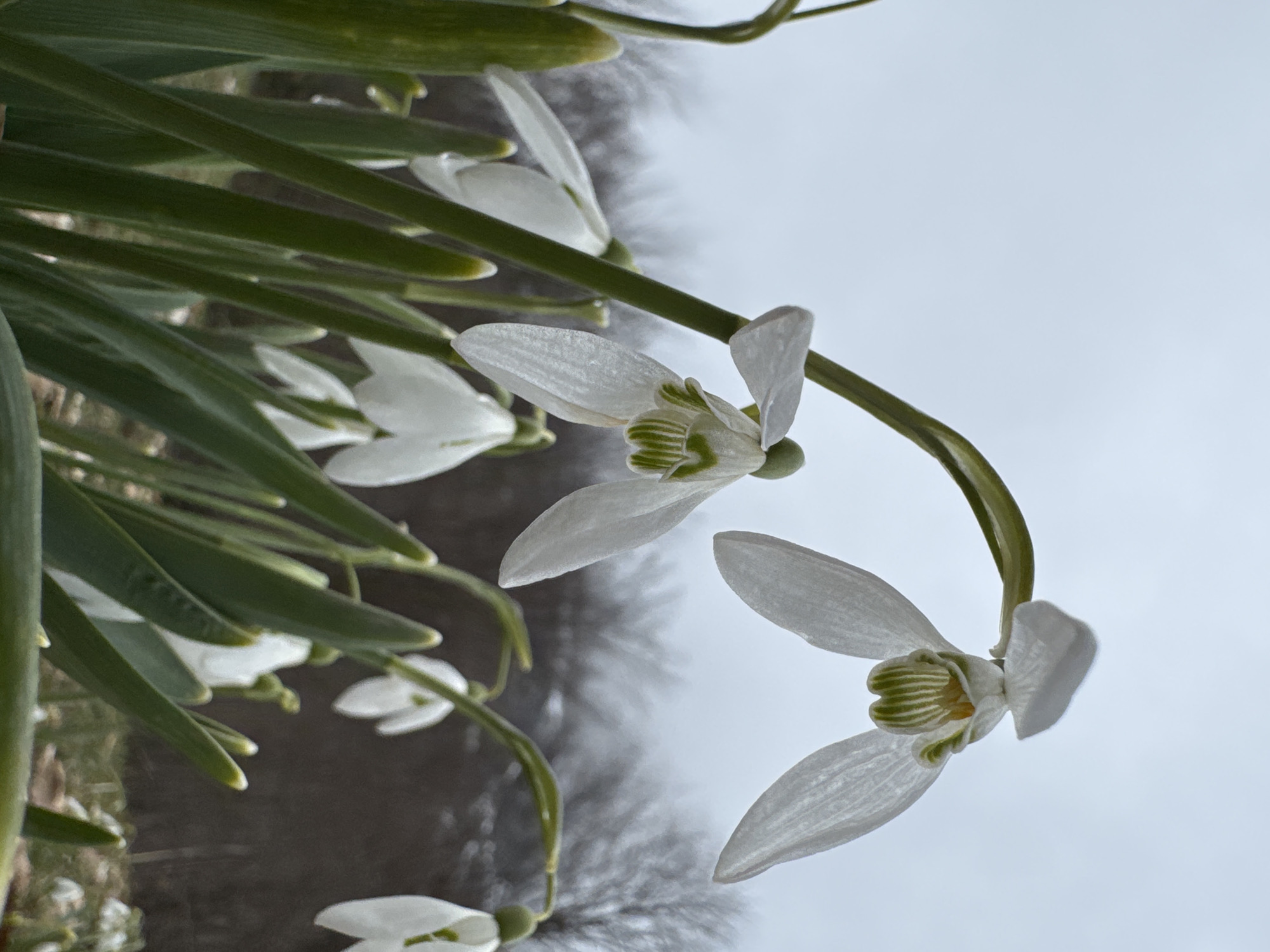 The image shows a cluster of snowdrop flowers (Galanthus nivalis) in an outdoor setting, possibly near Grebaje, Montenegro. The foreground features several drooping white flowers with distinct green markings inside the petals. The long, slender green leaves accompany the flowers. The background is blurred, hinting at trees without any discernable people or objects. The sky is overcast, casting soft light on the scene.