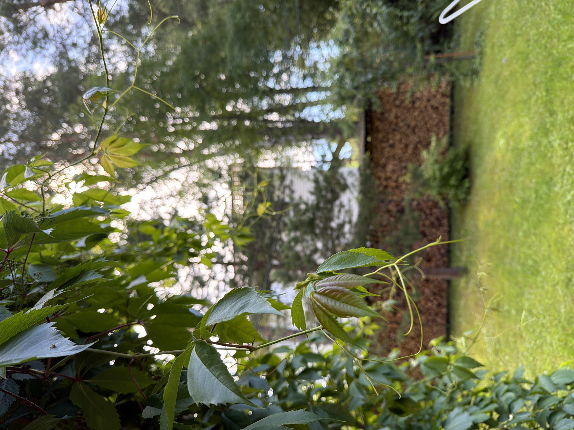 The image depicts an outdoor scene on a summer day, likely in Orekhovo, Russia, given the context. In the foreground, lush green foliage from a climbing plant dominates the left side of the frame, with its leaves casting shadows and some appearing slightly wilted. The background reveals a neatly stacked pile of firewood, characteristic of a rural or suburban setting. Beyond the firewood, a white building and tall trees are visible, with sunlight filtering through the leaves, creating a bokeh effect. A green lawn occupies the lower part of the scene, suggesting a garden or yard. No people or specific actions are identifiable in the image.