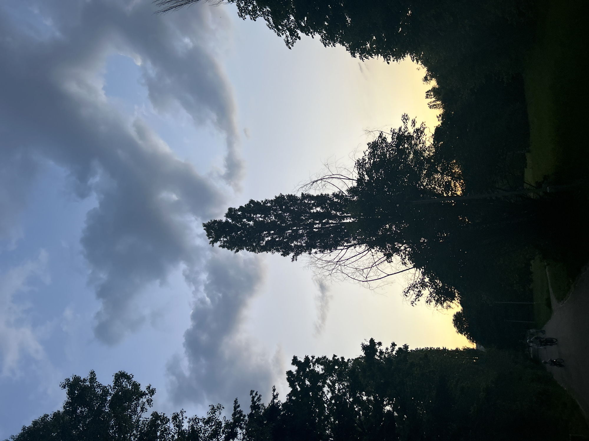 The image depicts a view upwards towards the sky, framed by trees. On the left side, the sky is dominated by dark, grey clouds, while on the right side, the sky is lighter, with a yellow hue suggesting either sunrise or sunset. A tall, slender tree with sparse branches is silhouetted against the sky. The trees form a canopy effect at the top and bottom of the frame. In the lower right corner, a path is visible with indistinct figures, possibly cyclists. Based on the style of greenery, road surface and the setting, it is likely this image was taken in the city of Sofia, Bulgaria within one of its numerous city parks.