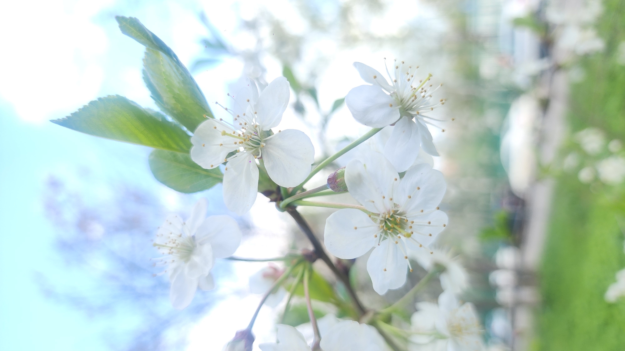 The image shows a close-up of blooming white flowers, likely cherry blossoms, on a branch. Green leaves are visible alongside the flowers. The background features a blurry view of blue sky and greenery, suggesting an outdoor setting, possibly a park or garden. Given the prompt, the location is plausibly within the city of Moscow, Russia, although specific landmarks are not identifiable in the image.