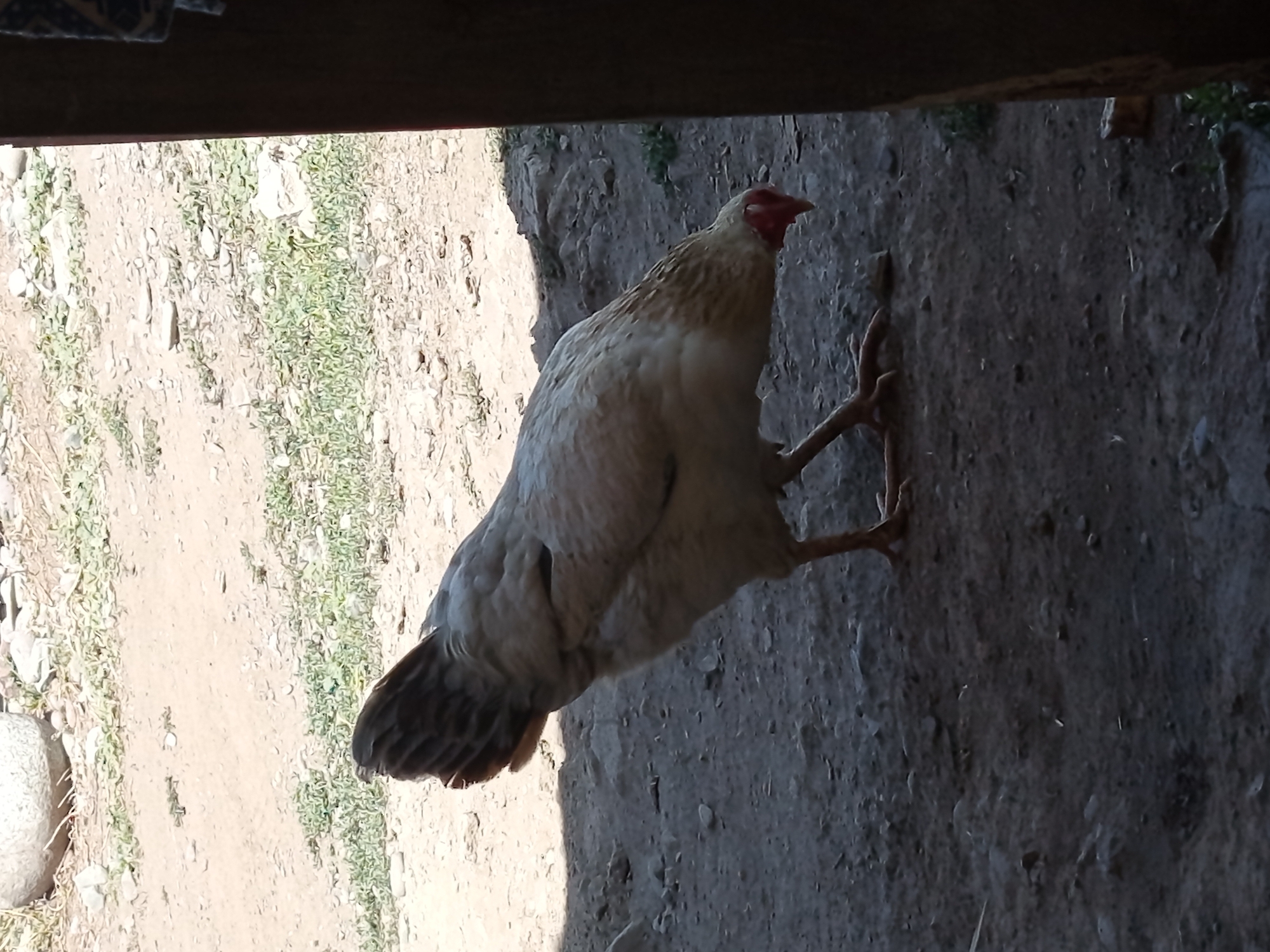 A light-colored chicken with brown wingtips and tail feathers is foraging on the dusty ground in what appears to be a rural or semi-rural area. The chicken is facing downwards, with its head tilted towards the ground, suggesting it is looking for food. The background consists of dry, uneven ground with sparse vegetation and scattered rocks. A large, light-colored boulder is visible in the upper left portion of the image. The right side of the image shows a dark, vertical structure, possibly part of a building or fence, casting a shadow. The overall lighting suggests it is daytime.