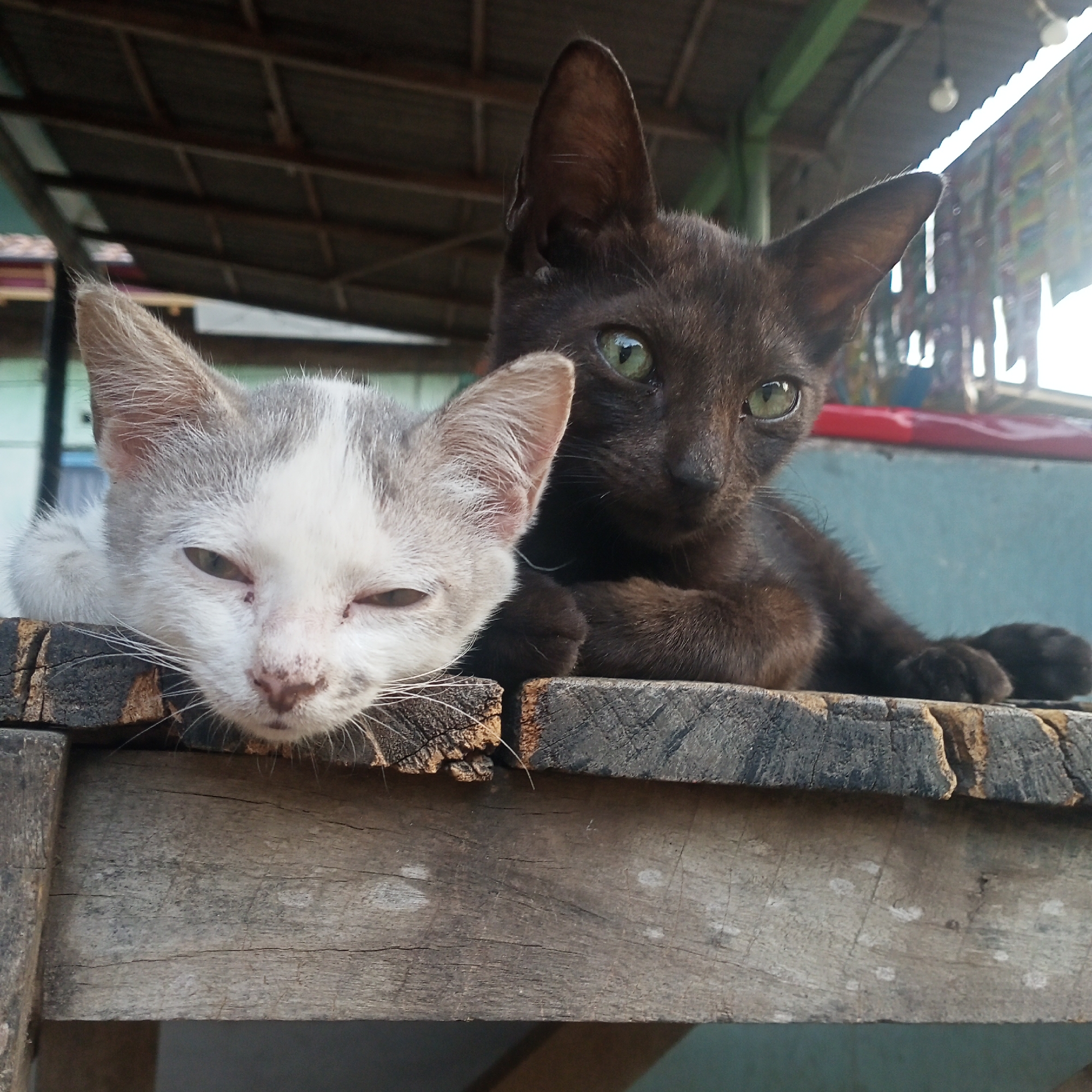 In Kedung Dowo, Indonesia, two kittens are resting on a wooden surface. A light-colored kitten with white and gray fur is on the left, with its face resting on the wood, its eyes partially closed, and its whiskers visible. To its right, a dark brown or black kitten is also resting, with its head turned slightly towards the viewer, revealing its bright green eyes. The background shows a rustic, open-air structure with a corrugated metal roof supported by beams, and some hanging items that appear to be decorations or products. The overall scene suggests a casual, outdoor environment.