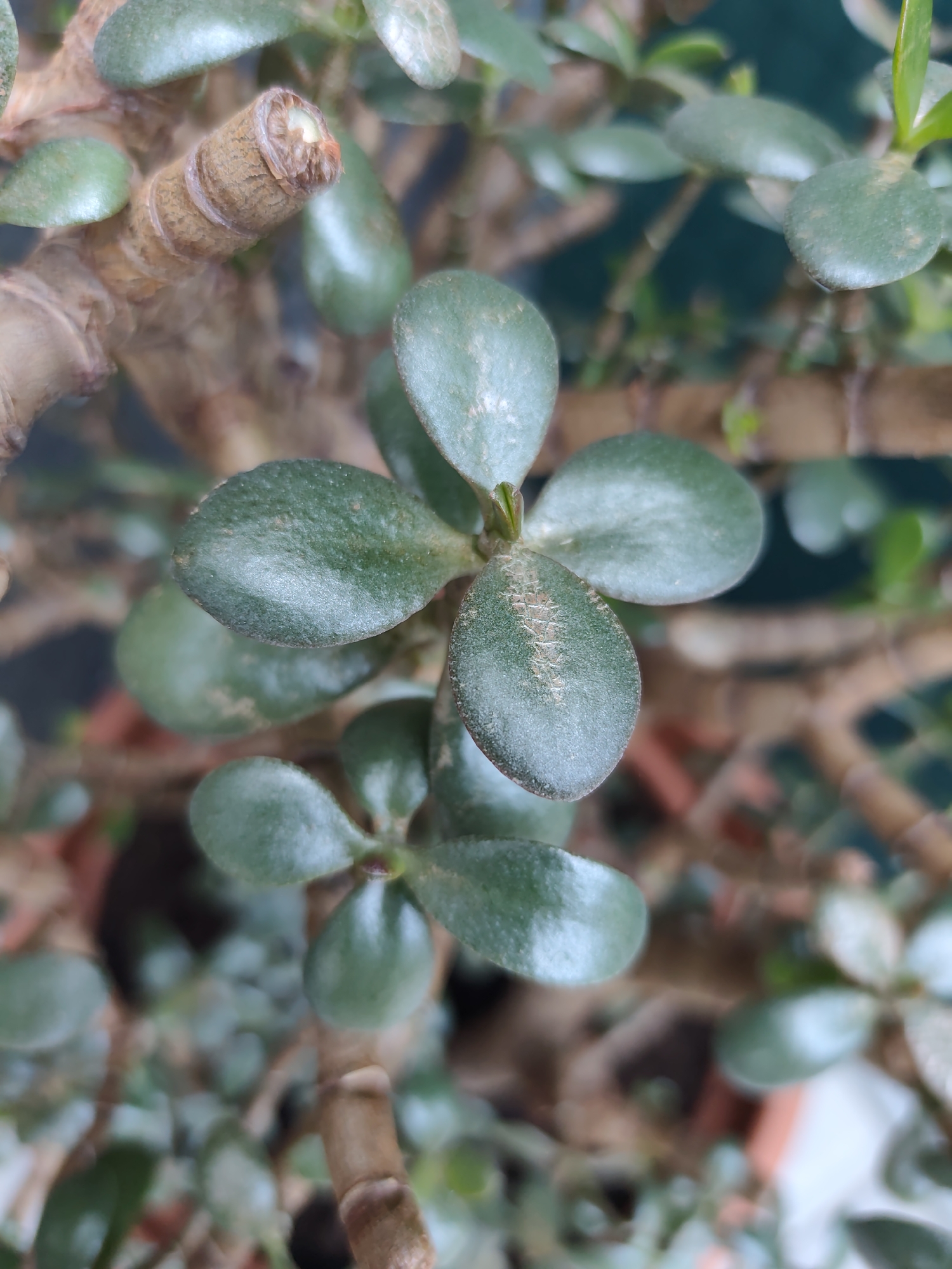 The image is a close-up, macro photograph of a jade plant (Crassula ovata). The focus is on the thick, woody stem and the succulent, green leaves of the plant. The leaves are oval-shaped and have a waxy texture, with some appearing to have a slight powdery coating. The stem is a reddish-brown color with visible segmentation and a rough surface. In the background, other parts of the plant are visible, as well as the blurred green of what appears to be a wall or background, and the rim of a terracotta pot. The lighting suggests indoor conditions, possibly near a window. There are no people or animals present, and the image captures a still, natural scene. The location in Prague, Czechia is not discernible from the visual information provided.
