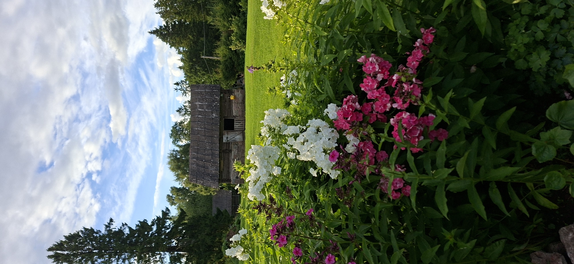 The image depicts a rural scene in Viru-Jaagupi alevik, Estonia, with a focus on a flowerbed in the foreground and a wooden barn in the background.
In the foreground, a dense arrangement of flowering plants is visible. Prominently featured are clusters of vibrant pink and white flowers. The pink flowers are smaller and appear in dense bunches, while the white flowers are larger and more spread out, forming tall stalks. The foliage is lush and green, with elongated leaves. The bottom left corner of the image shows a few rough, grey stones.
Behind the flowerbed, a well-maintained green lawn stretches towards a rustic wooden barn. The barn is constructed with stone foundations and wooden walls, topped with a corrugated roof. A wooden door on the front of the barn is partially open, revealing a dark interior. To the left of the main barn, a second, smaller wooden structure with a similar roof is partially visible.
The background is dominated by a line of mature green trees, forming a dense forest that extends across the horizon. Above the trees, a blue sky is visible, adorned with scattered white clouds. The lighting suggests it is late afternoon or early evening, with soft sunlight illuminating the scene and casting gentle shadows. There are no people or animals present in the image. The overall atmosphere is serene and tranquil, characteristic of a rural Estonian countryside.