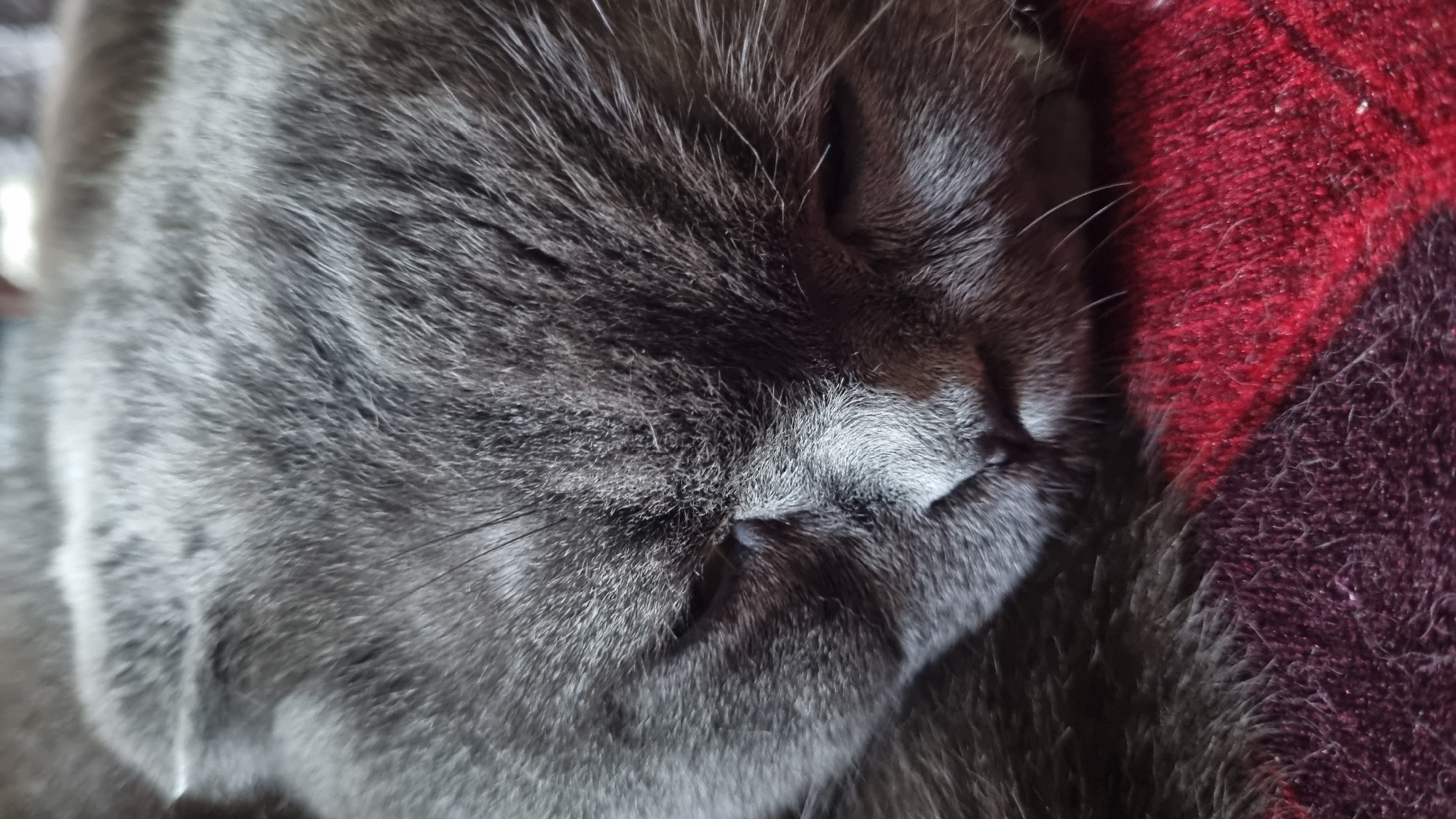 A close-up, eye-level shot shows the face of a sleeping gray cat. The cat is lying on a red and dark purple striped textured blanket. The cat's eyes are closed and its head is turned to the right. Its nose is visible and appears to be dry. The background is out of focus, but appears to be the cat's gray fur. No specific location in the city of Vysokoe, Russia can be determined from the image.