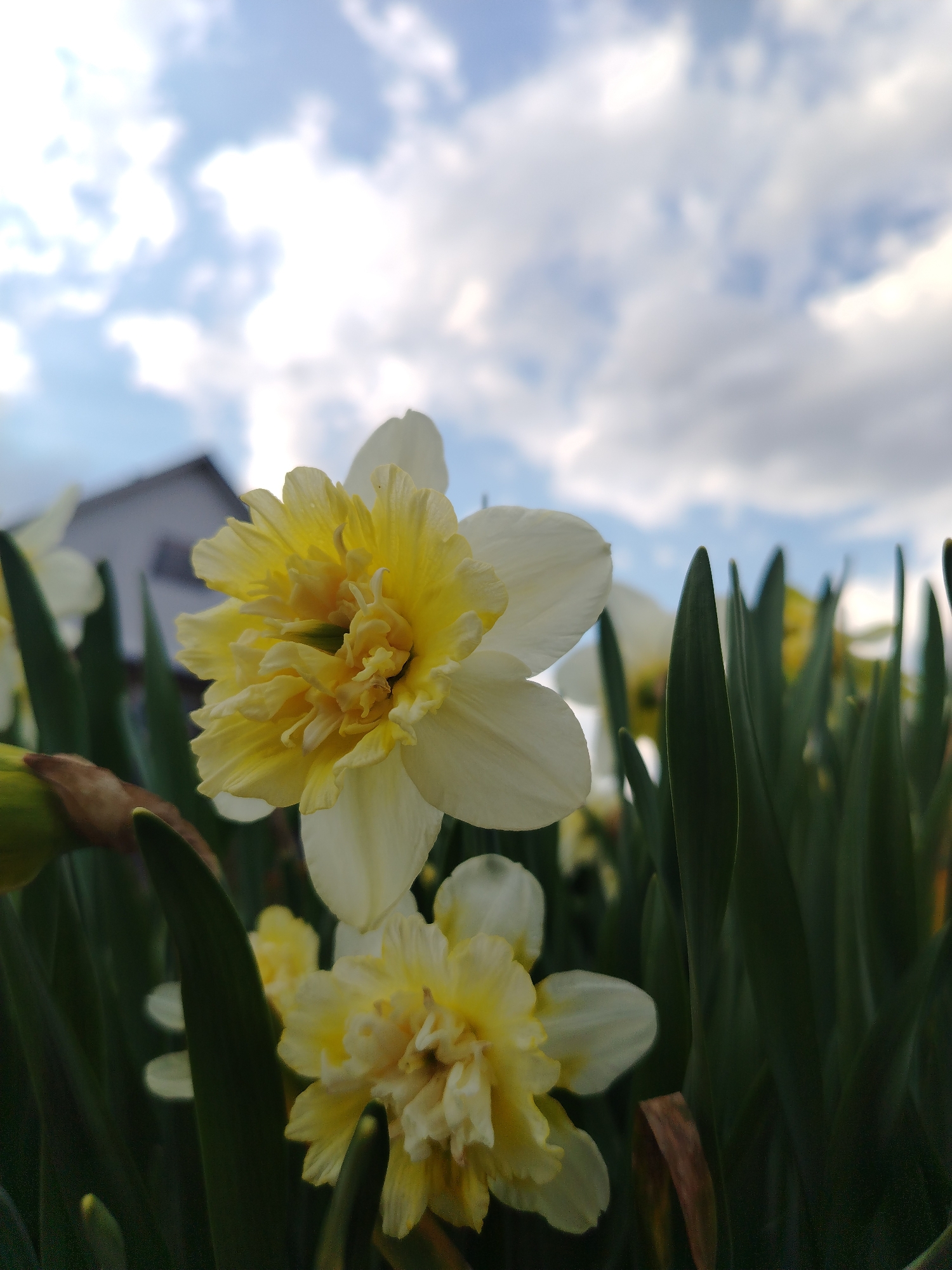 The image shows a close-up view of a cluster of double daffodils with white and yellow petals, surrounded by tall, green leaves. In the blurred background, there's a pale, cloudy sky and a partial view of a building. This specific location in Krasnogorskoye, Russia, cannot be ascertained from the given image. There are no visible people or interactions.