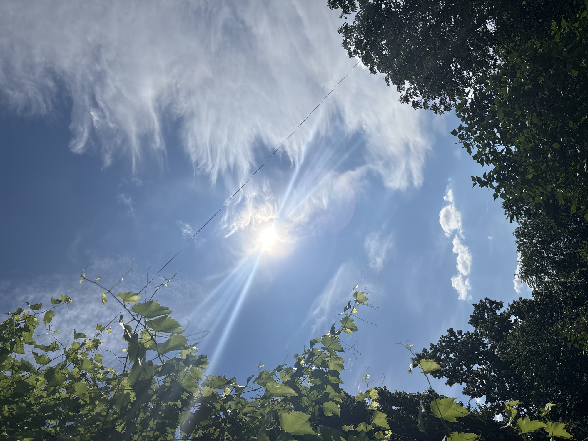 This is a wide-angle, low-angle shot looking up at a bright blue sky filled with wispy white cirrus clouds. The sun is shining brightly in the center of the frame, with visible sunbeams radiating outwards. The sky is also crossed by a thin, dark power line.
In the foreground, green leaves and vines are visible, with some leaves reaching up towards the sky. These appear to be from a grape vine, given their shape and tendrils. In the upper right and lower right corners, the dark green foliage of trees frames the sky, suggesting an outdoor, possibly natural or garden setting.
The sunlight suggests it is daytime, likely midday given the brightness and position of the sun. The wispy clouds indicate fair weather, possibly with a light breeze. There is no visible text in the image. The overall mood is serene and natural, with a focus on the sky and the interplay of sunlight, clouds, and foliage.