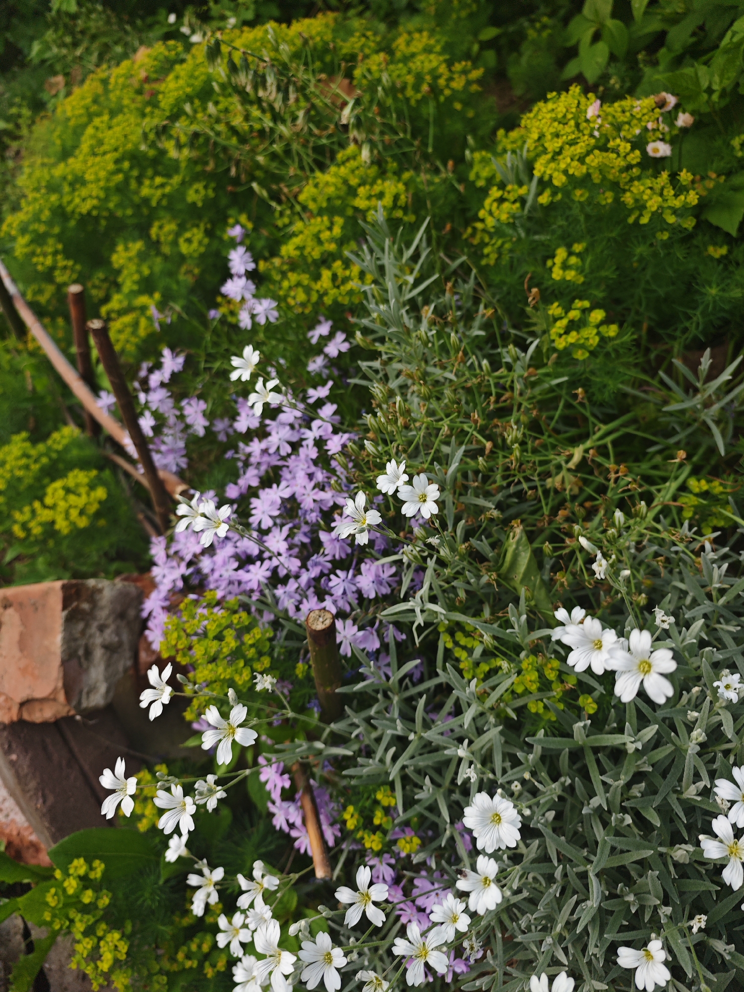 A vibrant garden scene is captured from a slightly elevated perspective, showcasing a rich tapestry of flowering plants and foliage. In the foreground and midground, a diverse array of plant life thrives under natural light, suggesting daytime with soft, possibly overcast, conditions.
The prominent subjects include clusters of delicate white flowers with five petals and yellow centers, possibly a variety of Cerastium, which are scattered across the frame, particularly on the right and lower-left. Interspersed among these are numerous small, five-petaled purple or lilac flowers, densely packed and creating a colorful bed, reminiscent of Creeping Phlox.
A significant portion of the image is filled with lush, silvery-green foliage, characterized by narrow, linear leaves, suggesting a plant like Lavender or similar grey-leaved groundcover. In the background and interspersed throughout, bright yellow-green plants with clustered, tiny flowers or bracts add a contrasting texture and color, likely a species of Euphorbia or a similar perennial.
Man-made elements are visible: a couple of brown, wooden stakes or supports vertically inserted into the ground, and a small section of a reddish-brown brick structure on the left side of the frame, hinting at a garden bed border or raised planter.
There is no specific activity or event taking place; the image is a static portrayal of a thriving garden. The composition emphasizes the natural beauty and variety of the plants. No people or visible text are present in the image. The scene evokes a sense of peace and natural growth.