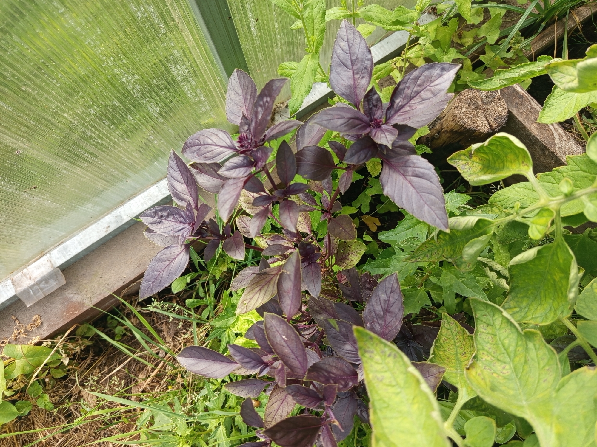 This media file depicts a close-up, eye-level shot of a plant with dark purple leaves, possibly basil, growing outdoors. The plant is the primary subject, with its distinctive foliage filling a significant portion of the frame. The background is a mix of green leaves of other plants and the corrugated, translucent material of a greenhouse or cold frame, suggesting a garden or agricultural setting. A wooden beam and some dried grass and soil are also visible, adding to the natural, outdoor context. The lighting suggests it is daytime, with sunlight filtering through the greenhouse material and illuminating the plants. There are no people or text visible in the image. The overall scene is one of healthy plant growth in a cultivated outdoor environment. The location context of Ostrovtsy, Russia, indicates this is likely a temperate climate, and the presence of a greenhouse suggests it could be during a cooler season or to extend the growing period.
