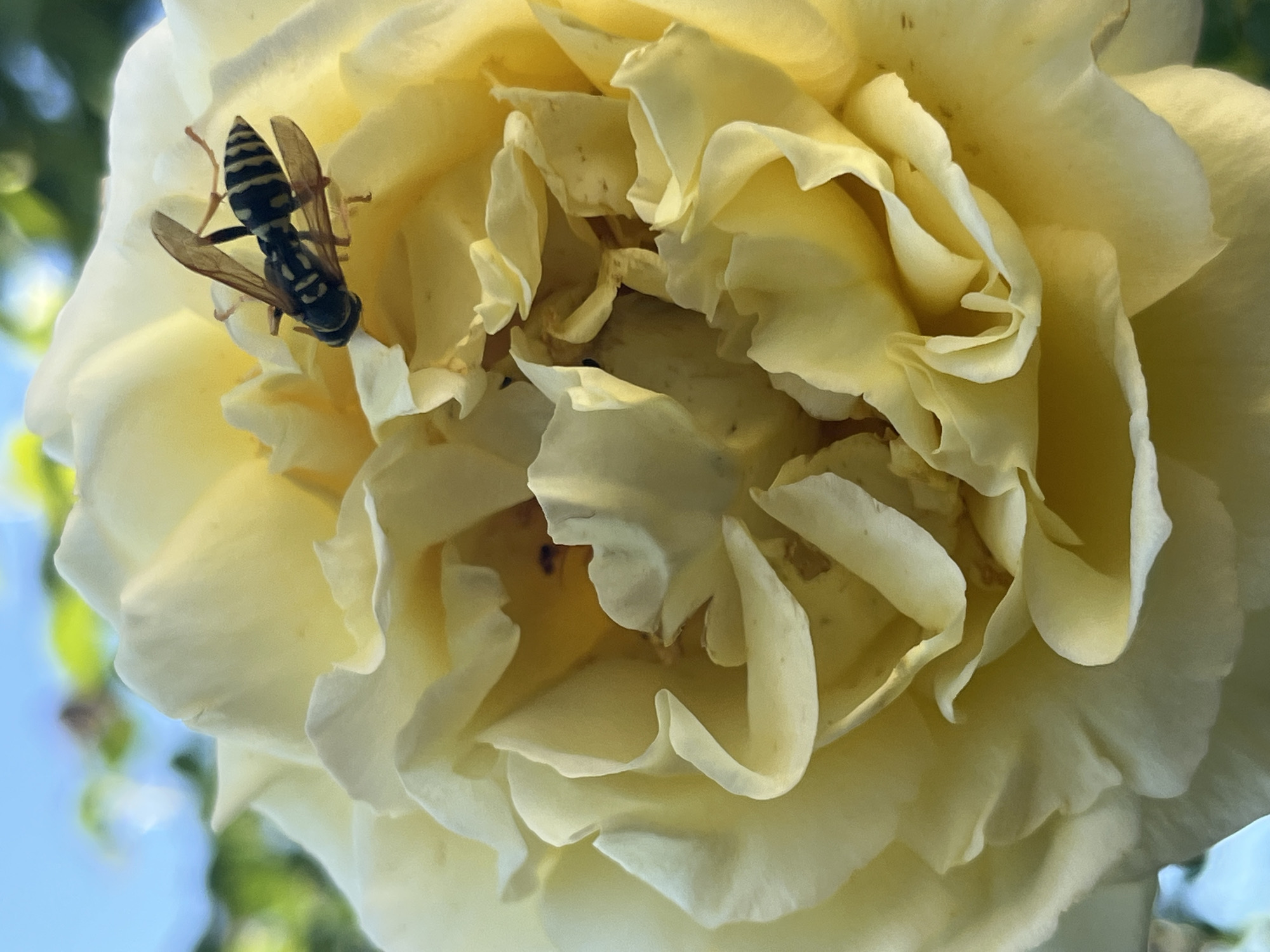 A close-up, eye-level shot shows a wasp perched on a pale yellow rose. The wasp is in the upper right quadrant of the image, facing left, with its body slightly angled away from the camera. Its black and yellow striped abdomen is clearly visible, as are its transparent wings and spindly legs. The rose is in full bloom, with soft, ruffled petals creating a textured surface. The lighting suggests it is daytime, with sunlight illuminating the rose from the left, casting subtle shadows. In the background, out of focus, are hints of green foliage and a bright blue sky. This image was captured in Krasnyye Barrikady, Russia.