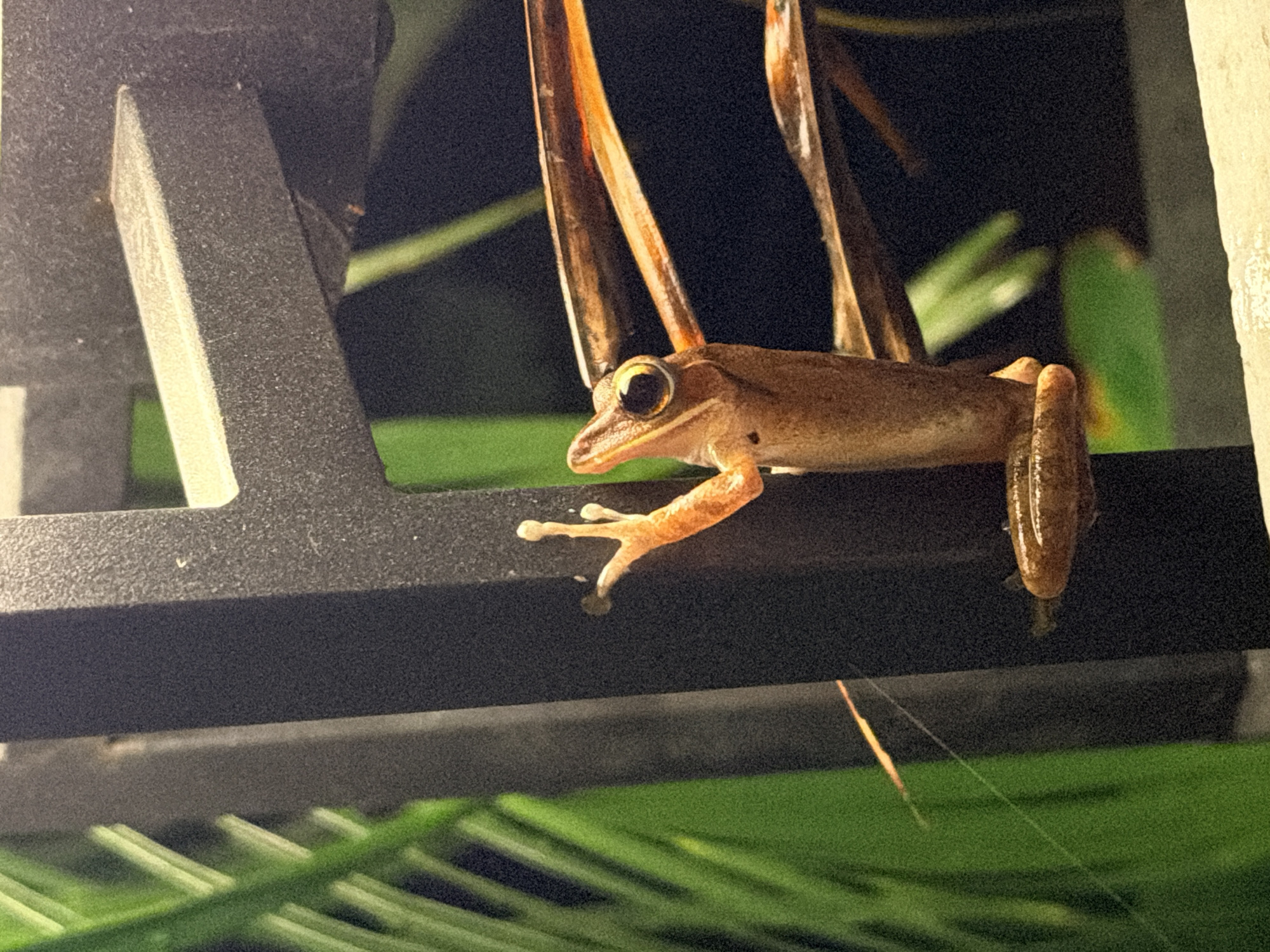 A small, light brown frog is clinging to a dark gray, rectangular railing. The frog is positioned vertically, facing left, with its body partially obscured by the railing. Its front left leg is extended upwards and outwards, with its toes splayed. The frog's large, dark eye is clearly visible. Behind the frog, there are blurred green leaves and a dark background. In the foreground, there is a lighter colored surface, possibly concrete, with some white specks. The image appears to have been taken at night, with artificial lighting illuminating the frog and railing. The overall scene is outdoors, in a setting that could be a garden or patio in Ko Samui District, Thailand.