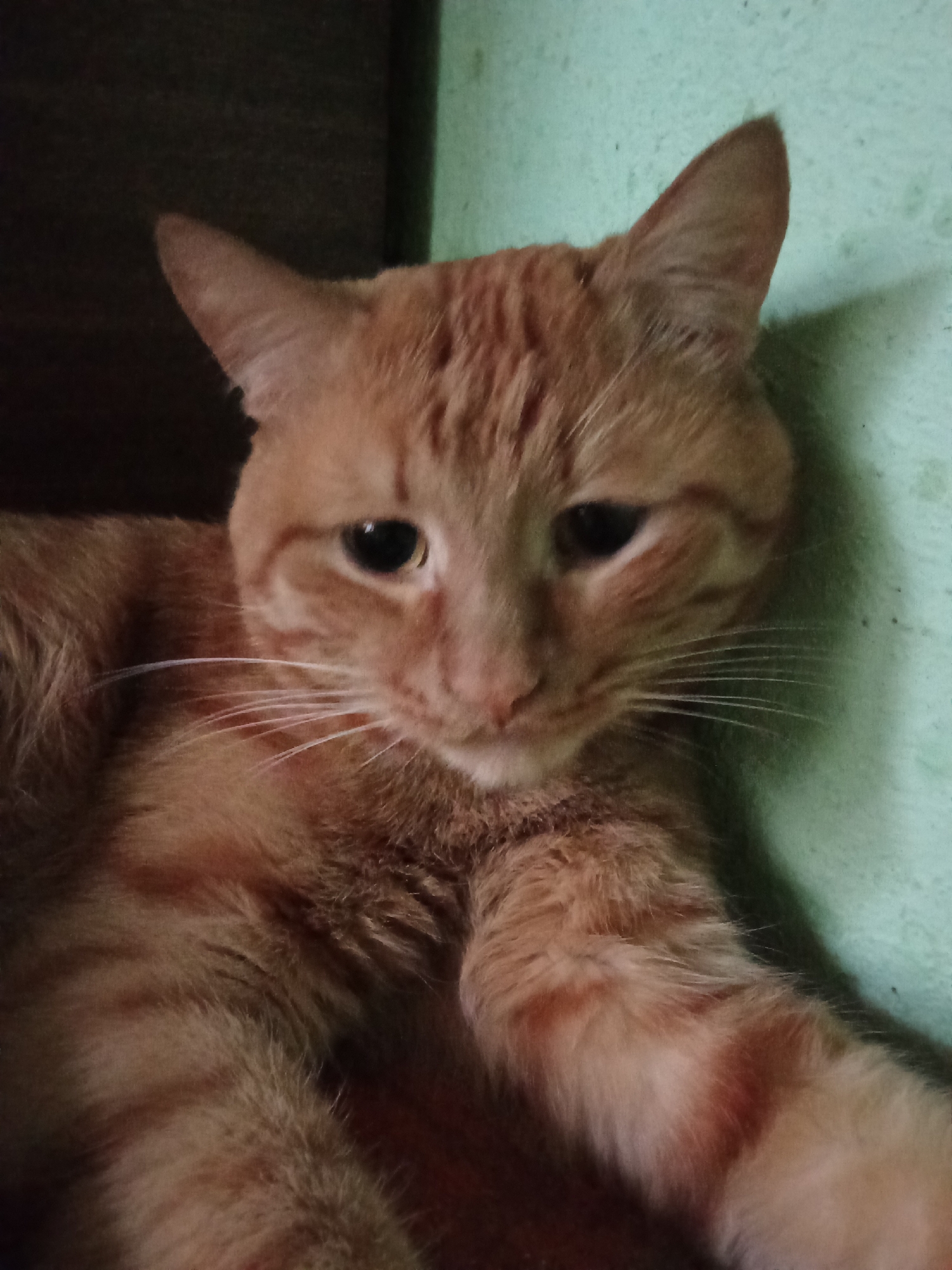 An orange tabby cat is pictured up close, lying down with its head turned towards the camera. The cat's fur is short and exhibits characteristic tabby stripes. Its ears are perked, and its eyes are dark and wide open, with a slightly downward gaze, giving it a pensive expression. Long white whiskers extend from its muzzle. The cat's paws are visible, resting on its body. The background is split into two distinct areas: the left side features a dark, out-of-focus surface, possibly furniture or a wall, while the right side is a textured, light green surface, likely a wall. There is no indication of the cat's location within the city of Volgograd, Russia. The image is a close-up, portrait-style shot of the feline.